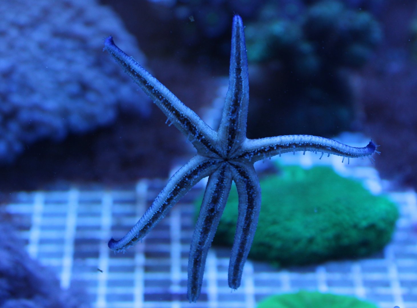 6-legged starfish