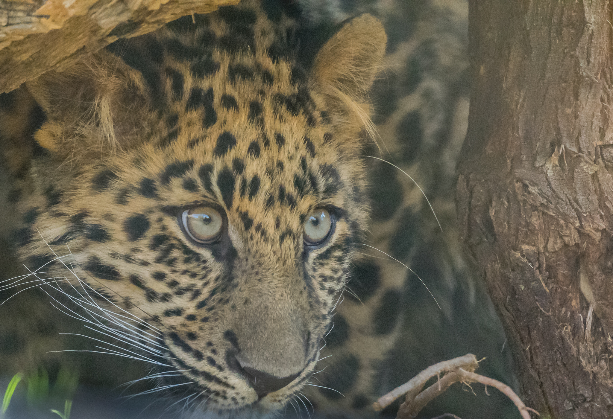 6 month old Amur leopard-Africa Rocks