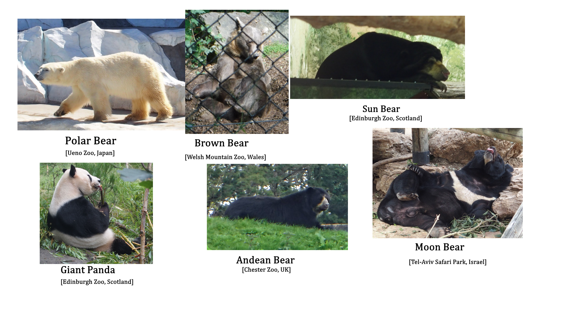 6 species of bear