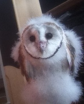 6 week old barn owl chick at Moonlit Sanctuary