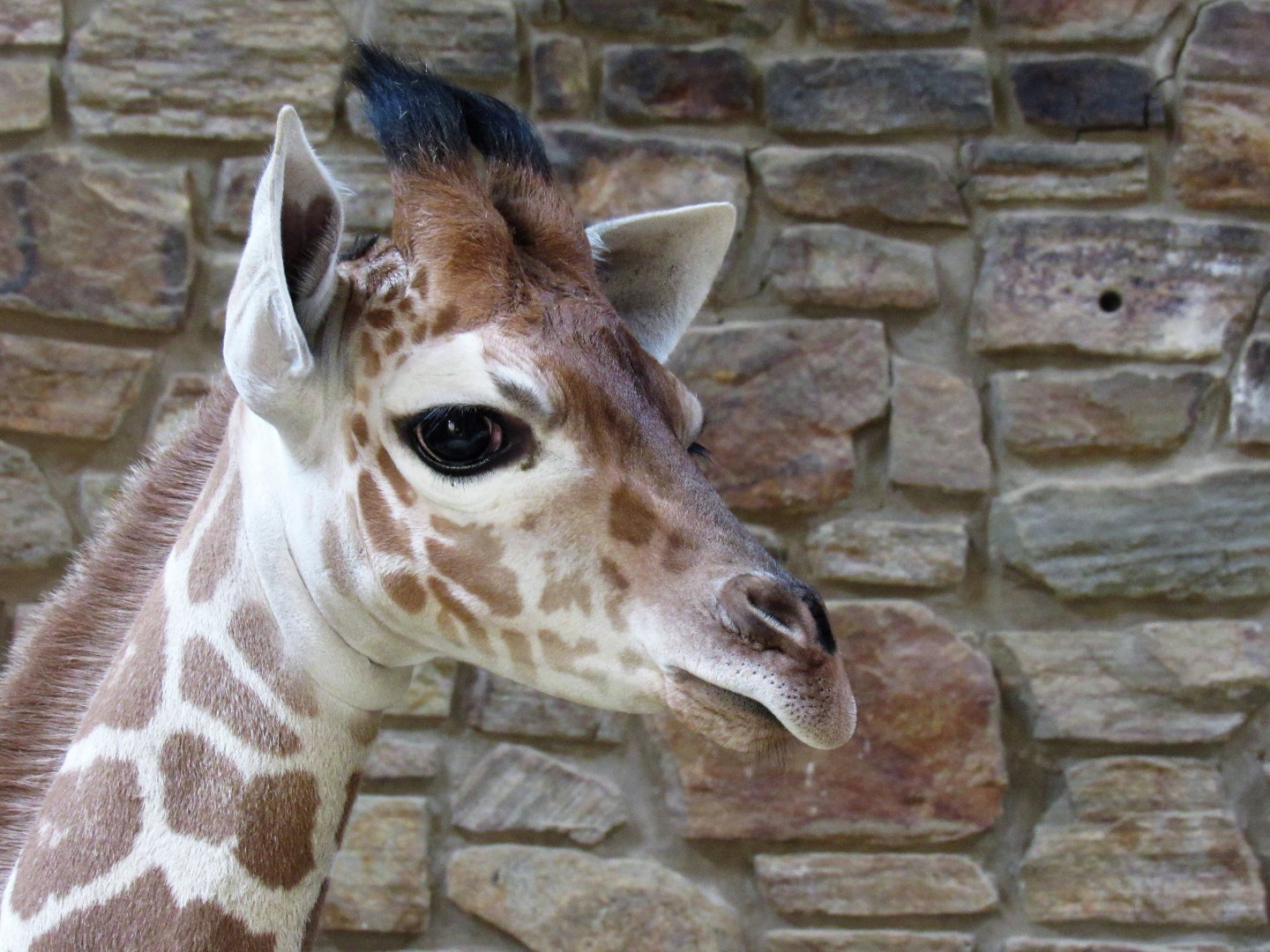 6 week old giraffe calf (Willow)