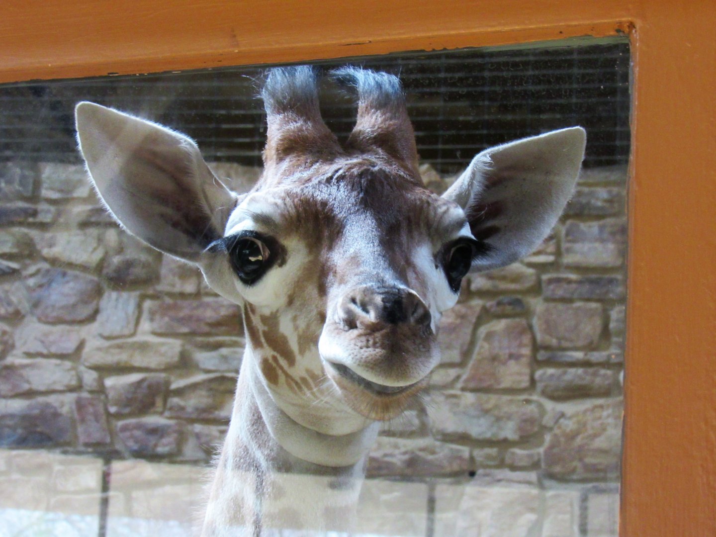 6 week old giraffe calf (Willow)