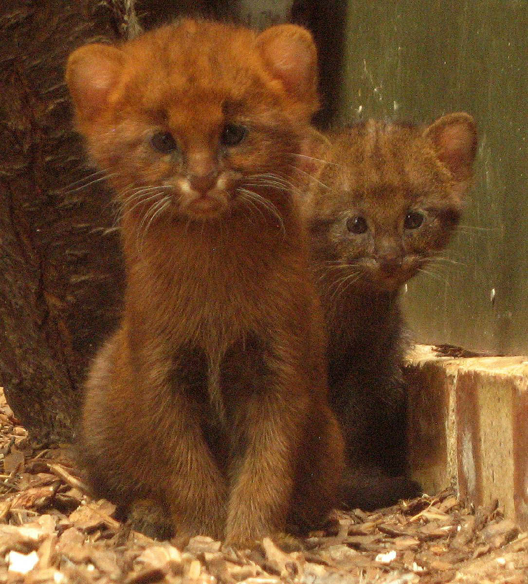 6 weeks old jaguarundis