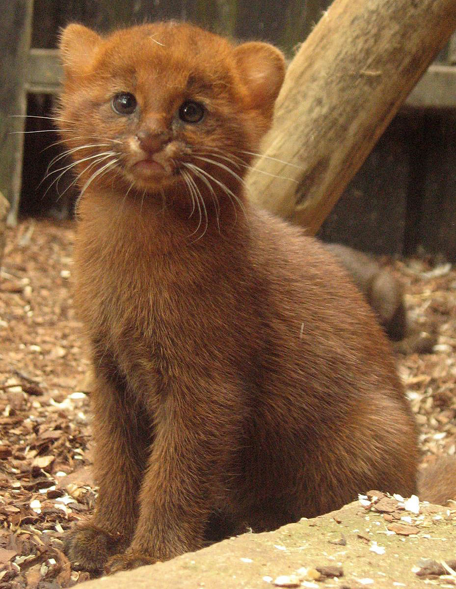 6 weeks old jaguarundis