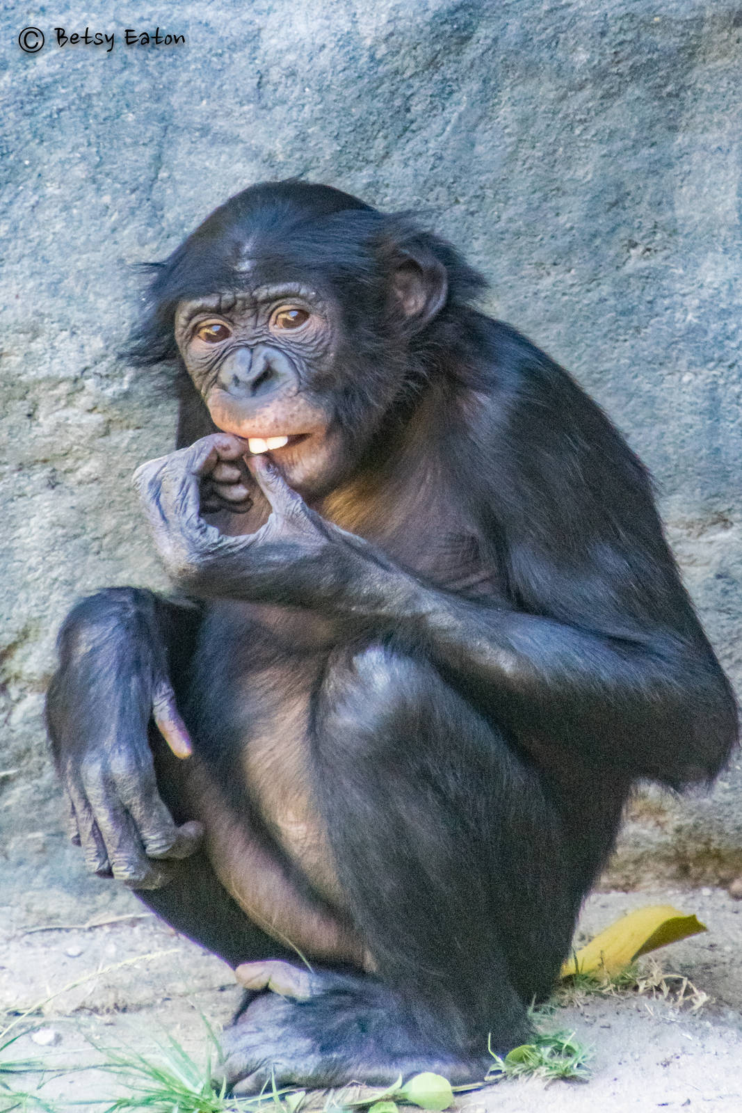 6 year old female Maddie, bonobo transferred from Cincinnati