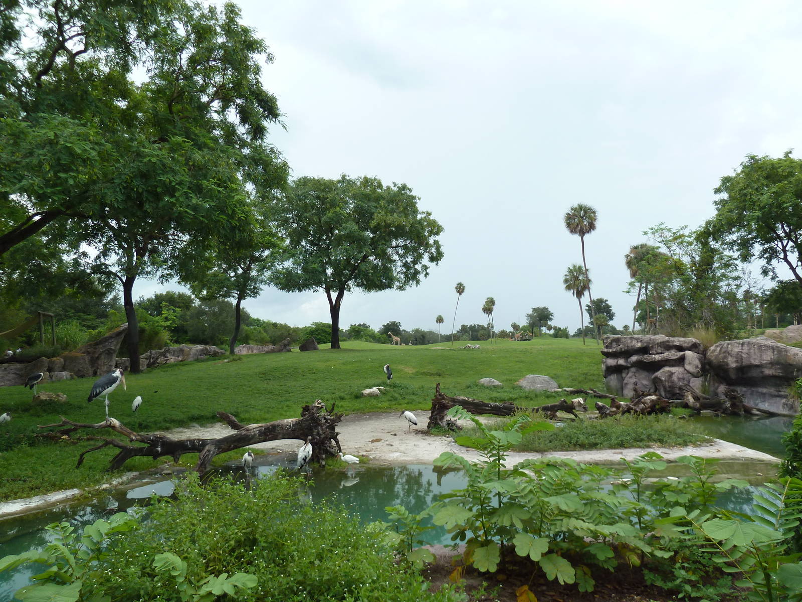 65-Acre Serengeti Plain