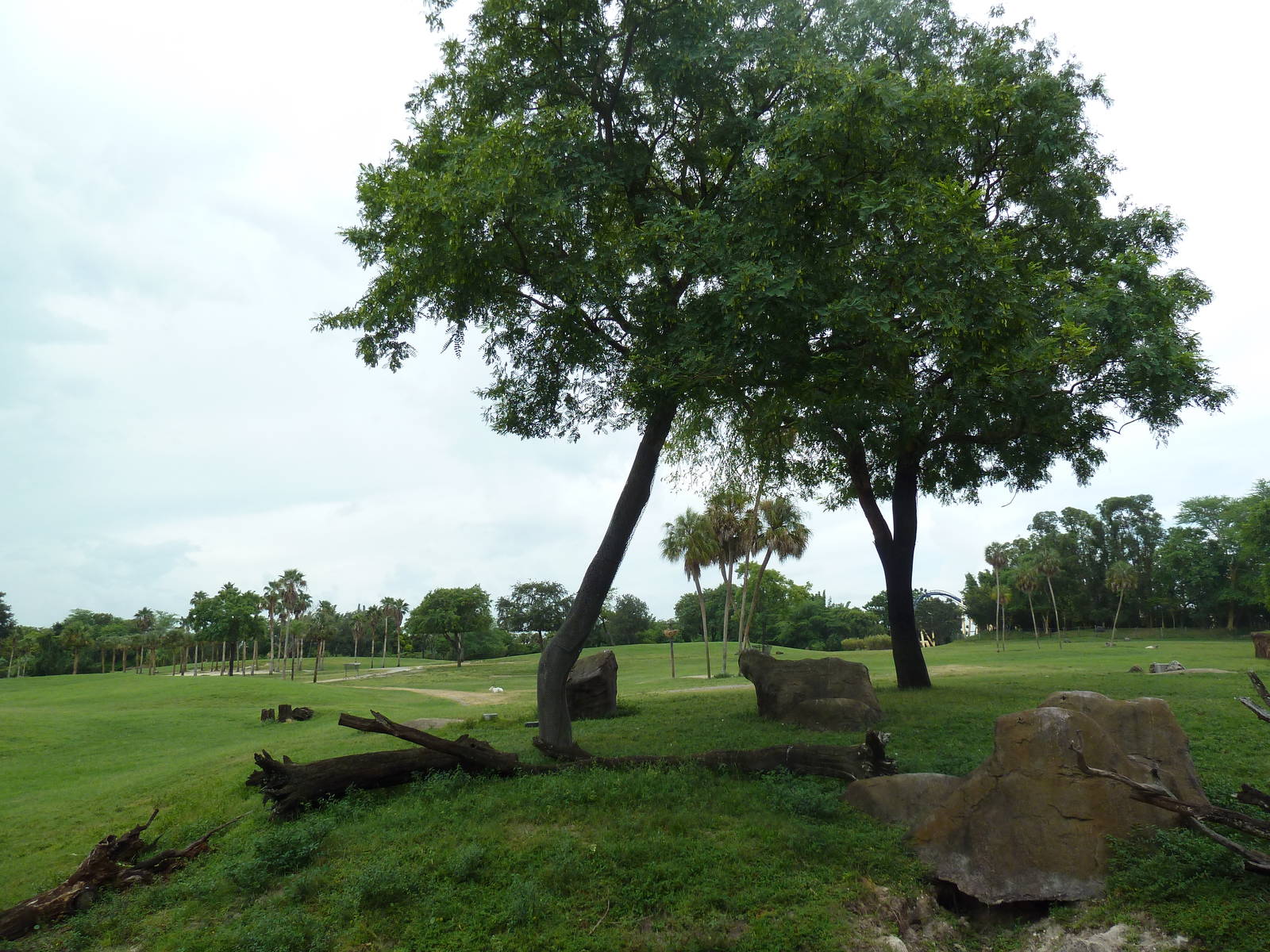 65-Acre Serengeti Plain