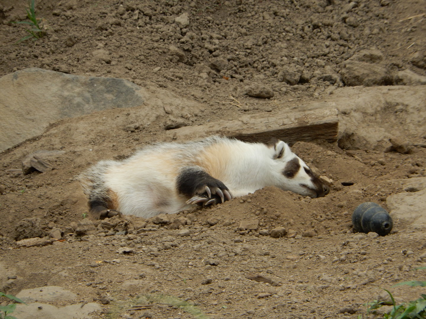 7/1/2023 - American Badger