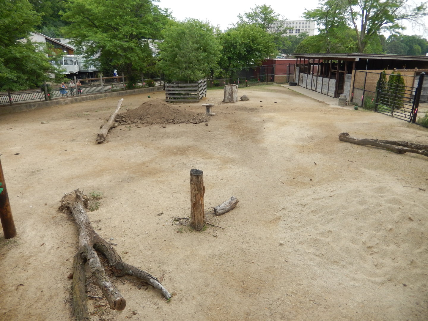 7/1/2023 - American Bison Exhibit