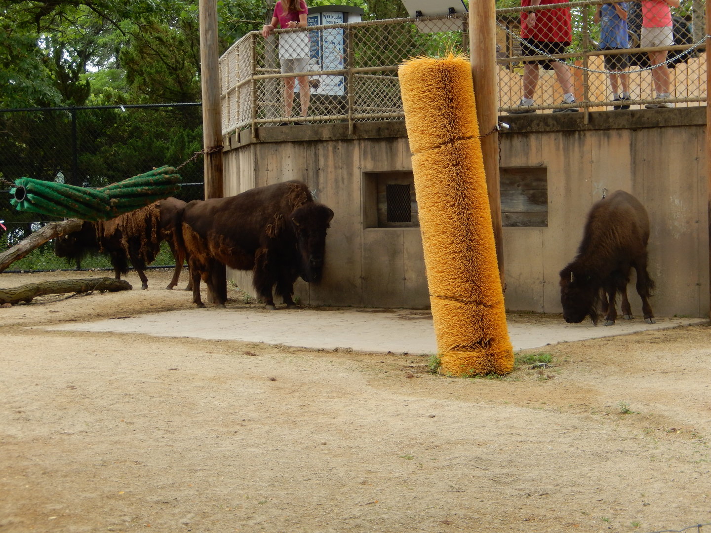 7/1/2023 - American Bison