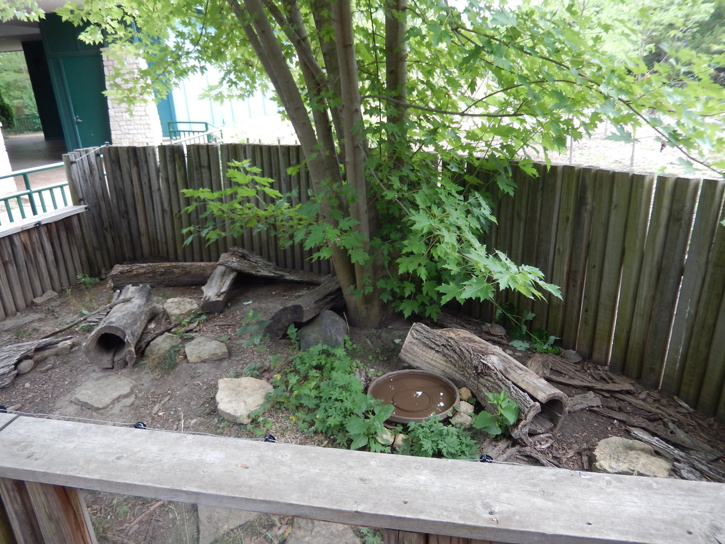 7/1/2023 - Box Turtle Exhibit