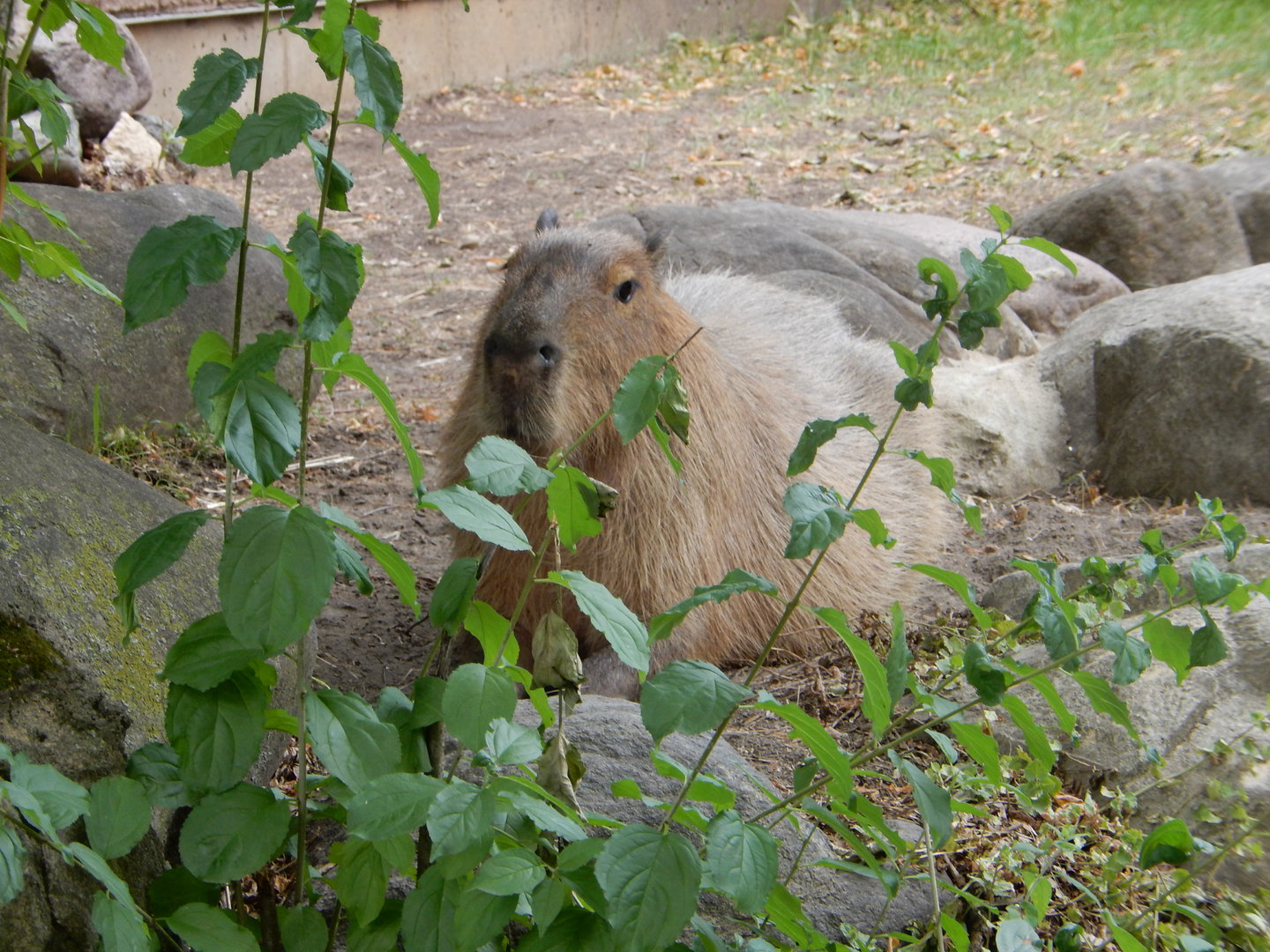7/1/2023 - Capybara