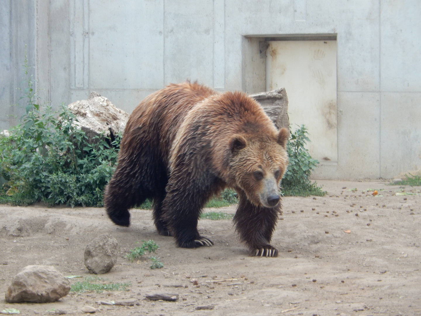 7/1/2023 - Grizzly Bear