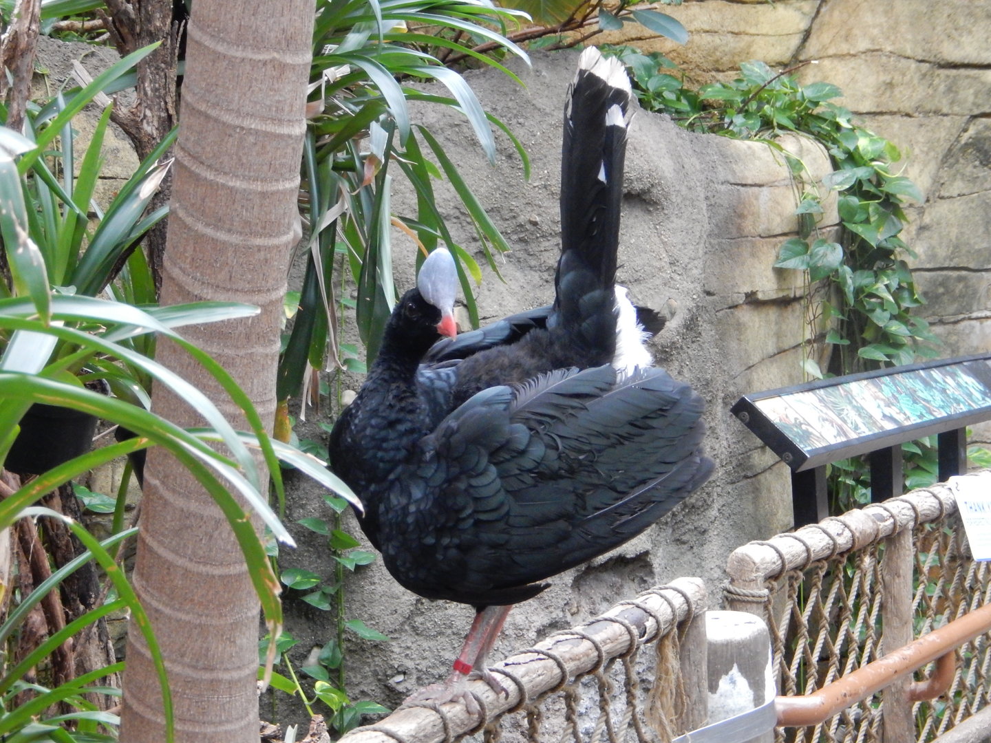 7/1/2023 - Helmeted Curassow