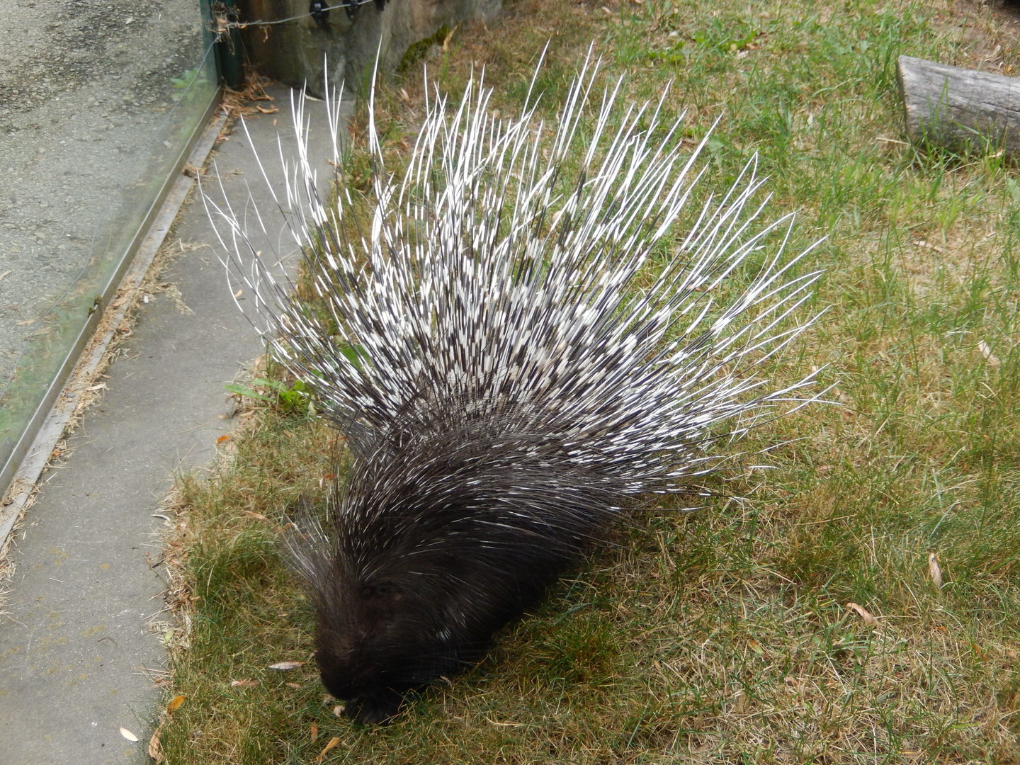 7/1/2023 - Indian Crested Porcupine