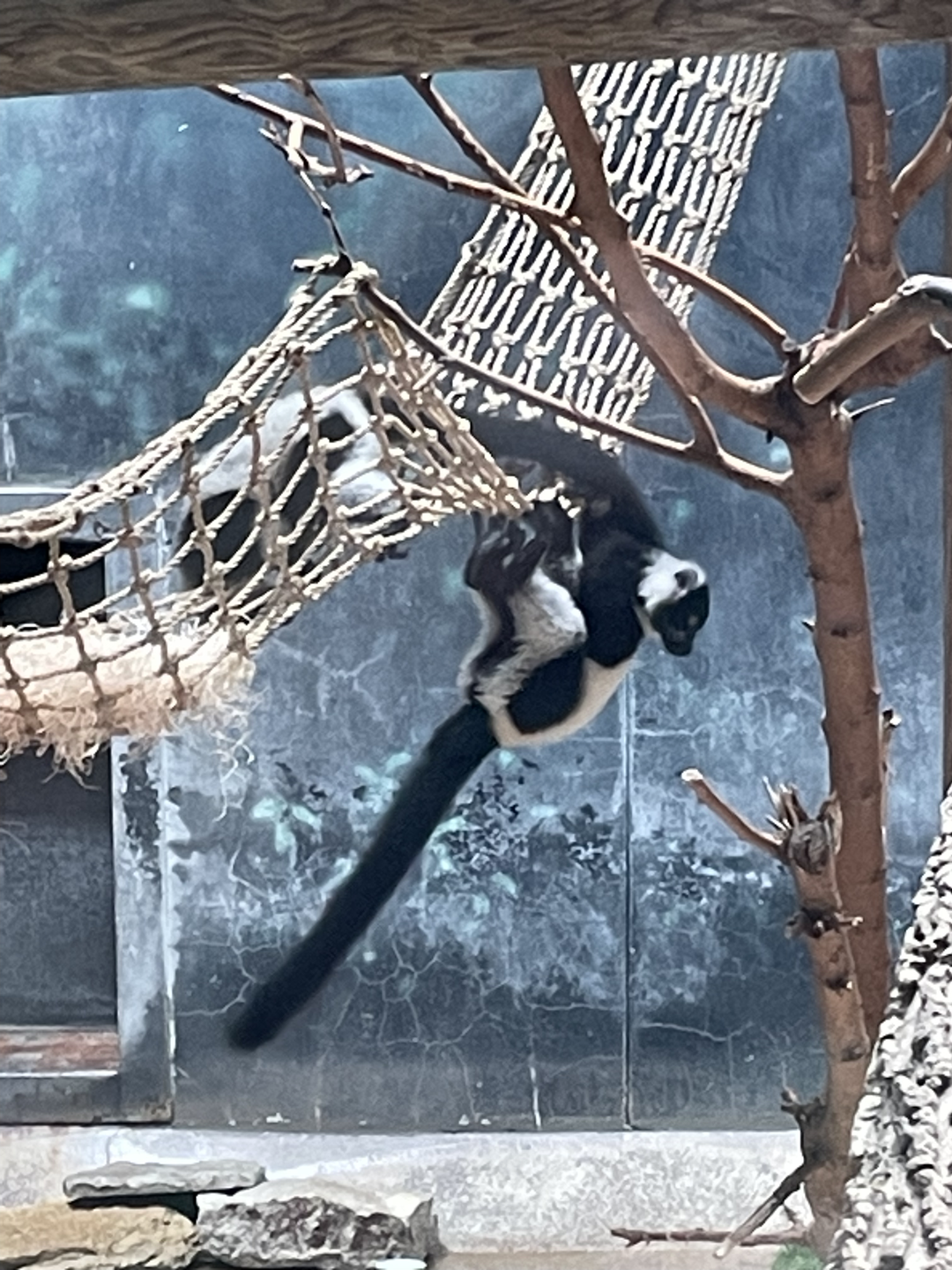 7/1/2023 - Lemur Youngster