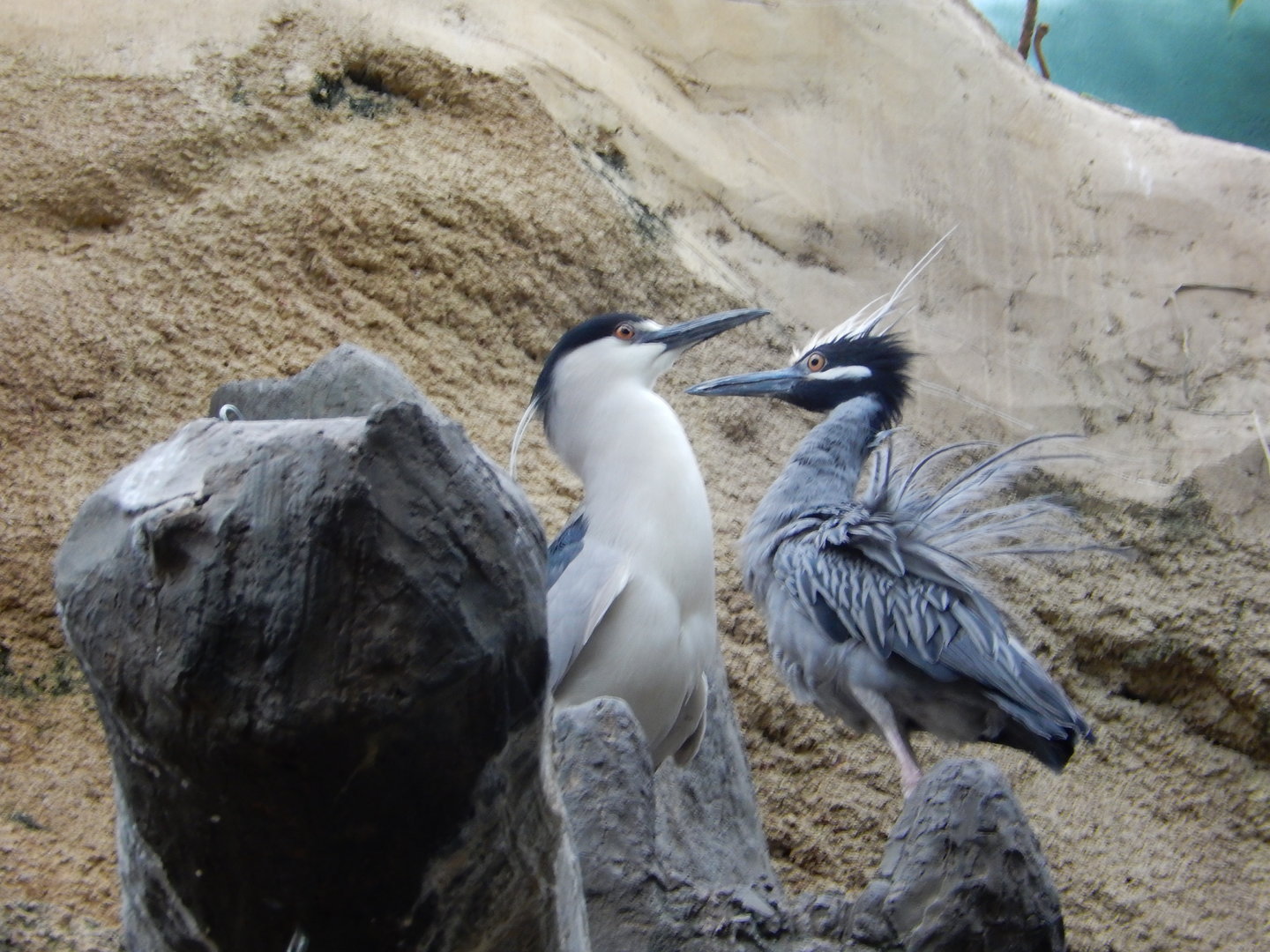 7/1/2023 - Night Herons