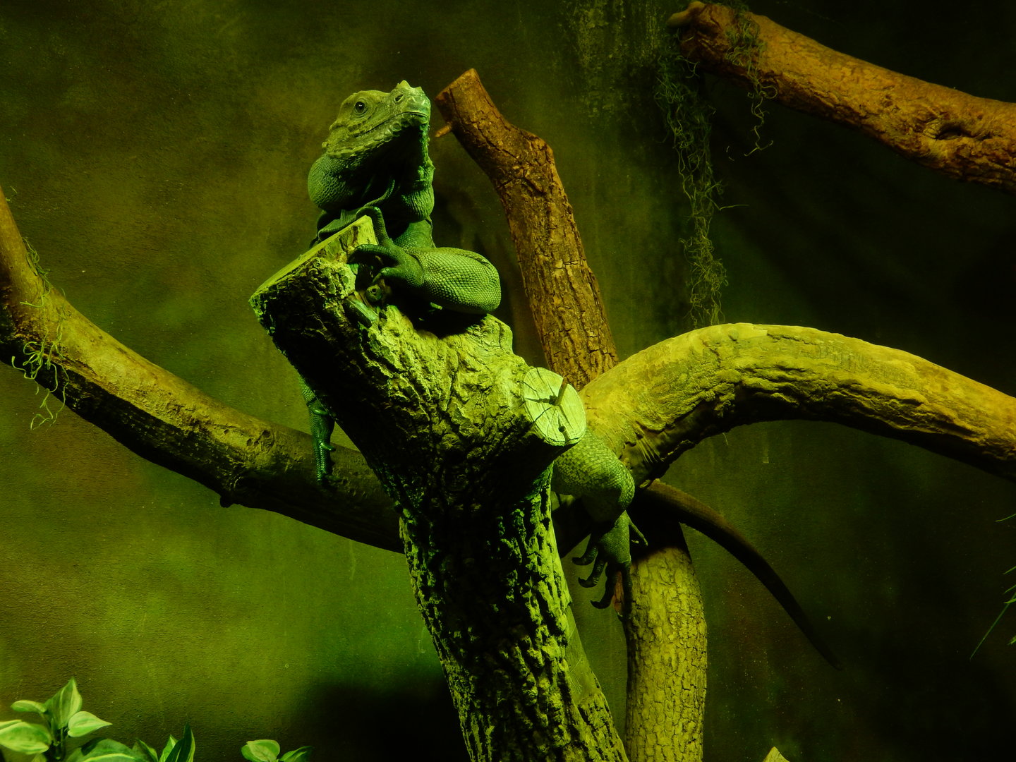 7/1/2023 - Rhinoceros Iguana