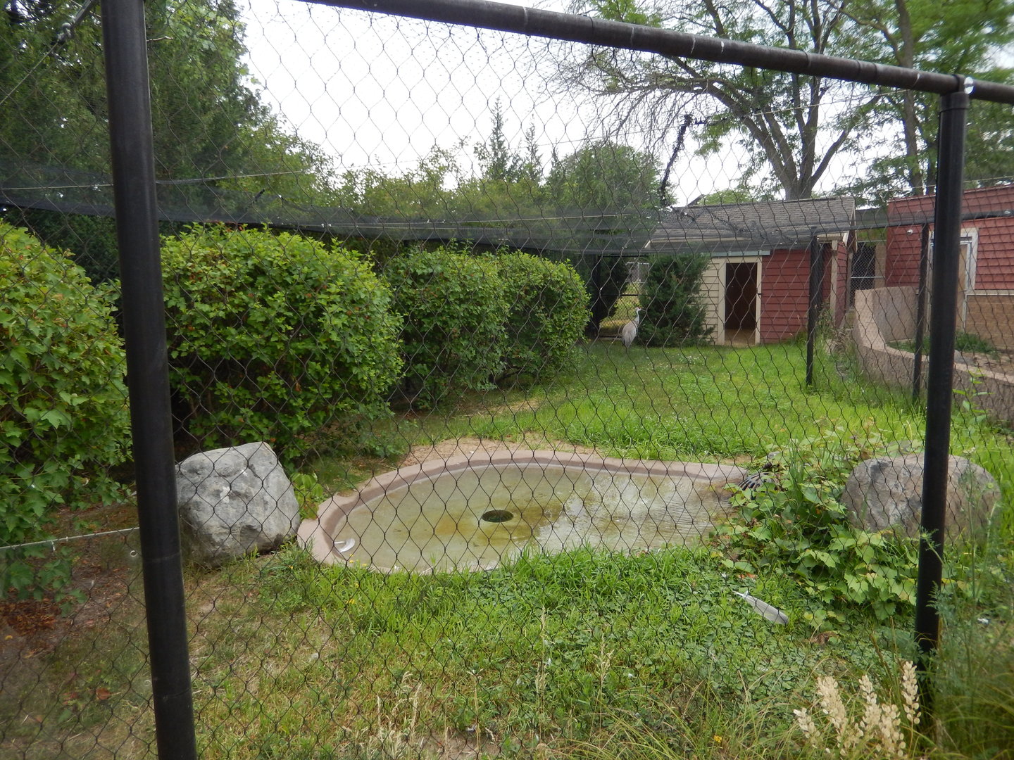 7/1/2023 - Sandhill Crane Exhibit