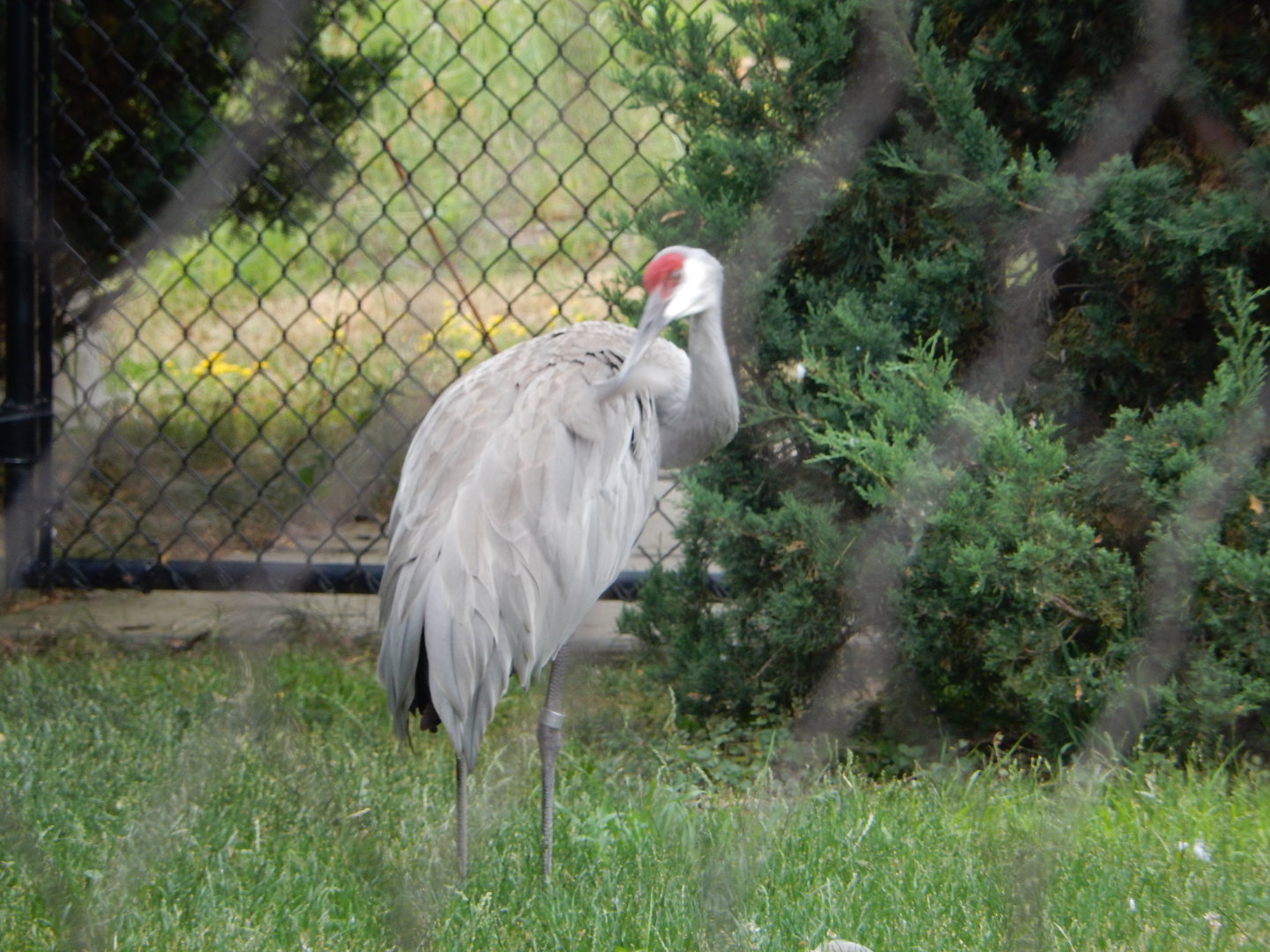 7/1/2023 - Sandhill Crane