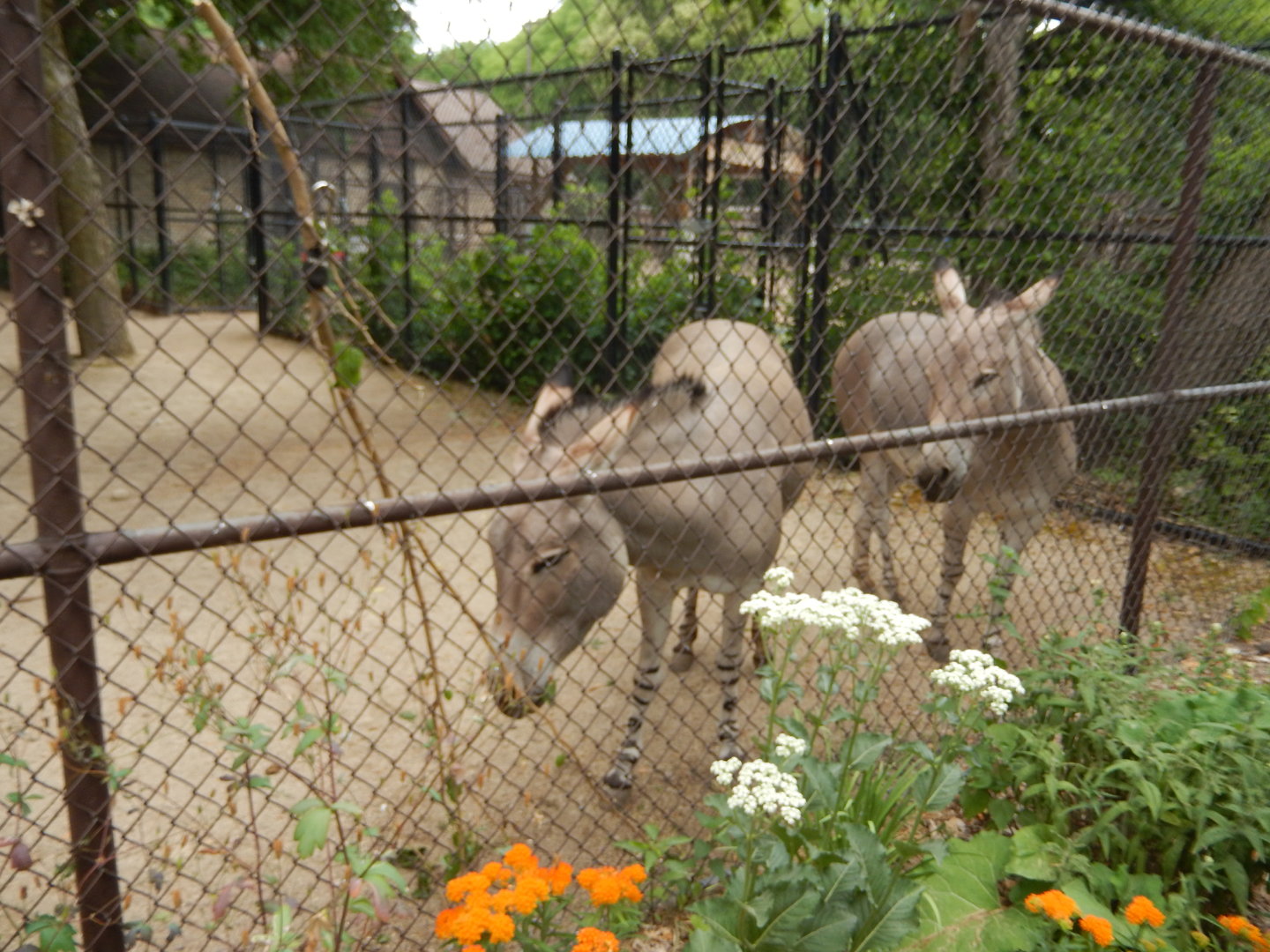 7/1/2023 - Somali Wild Asses