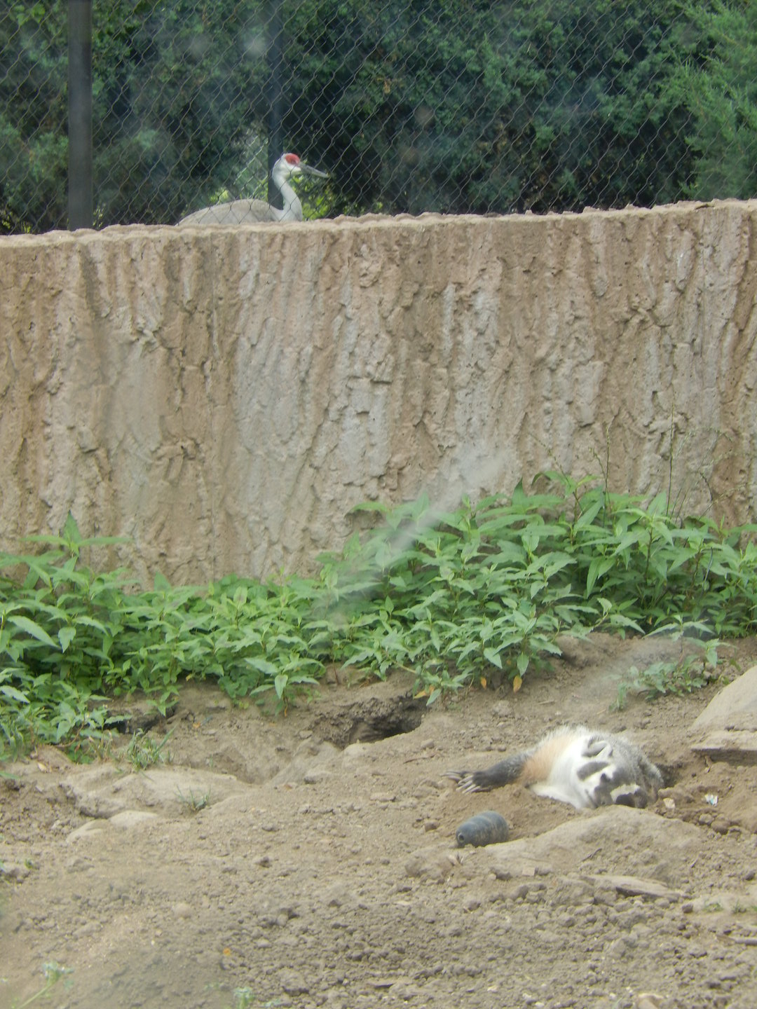 7/1/2023 - The Badger & The Crane