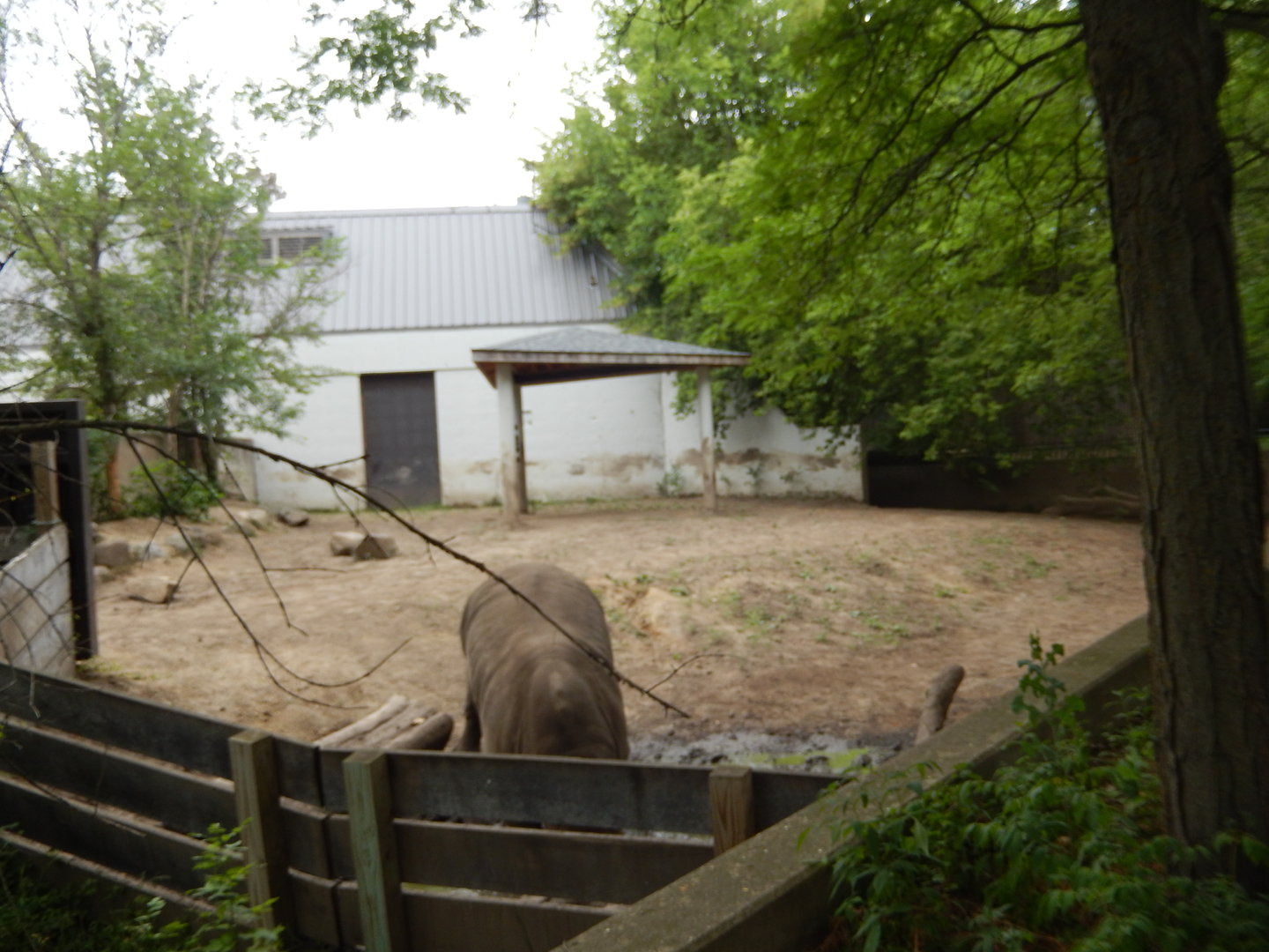 7/1/2023 - White Rhino Exhibit Extension