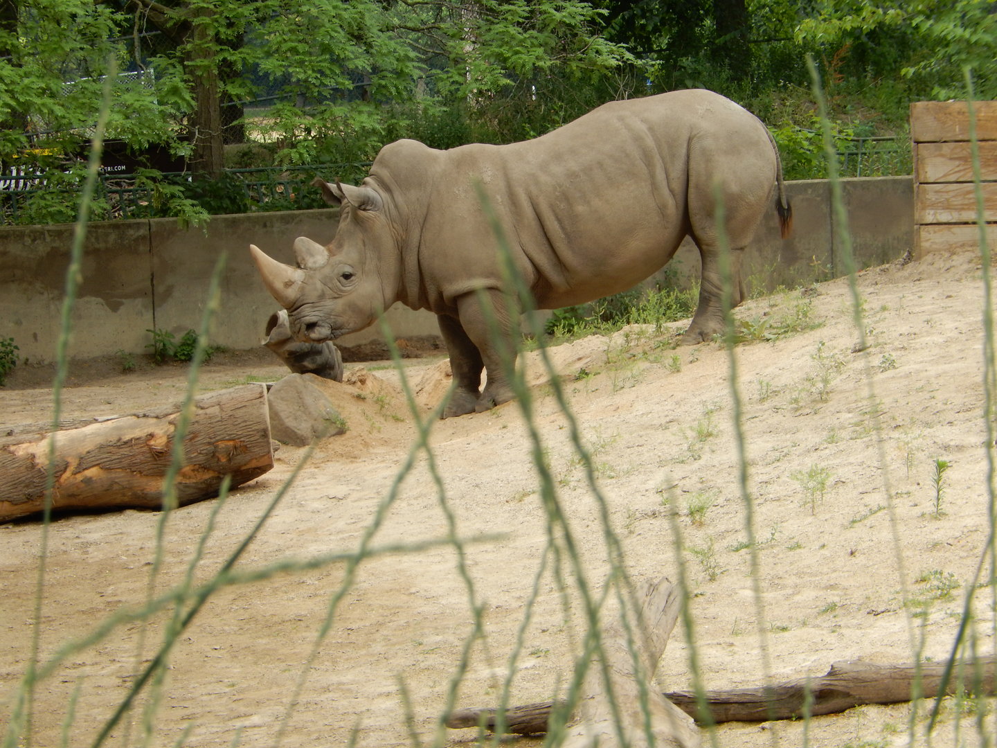7/1/2023 - White Rhino