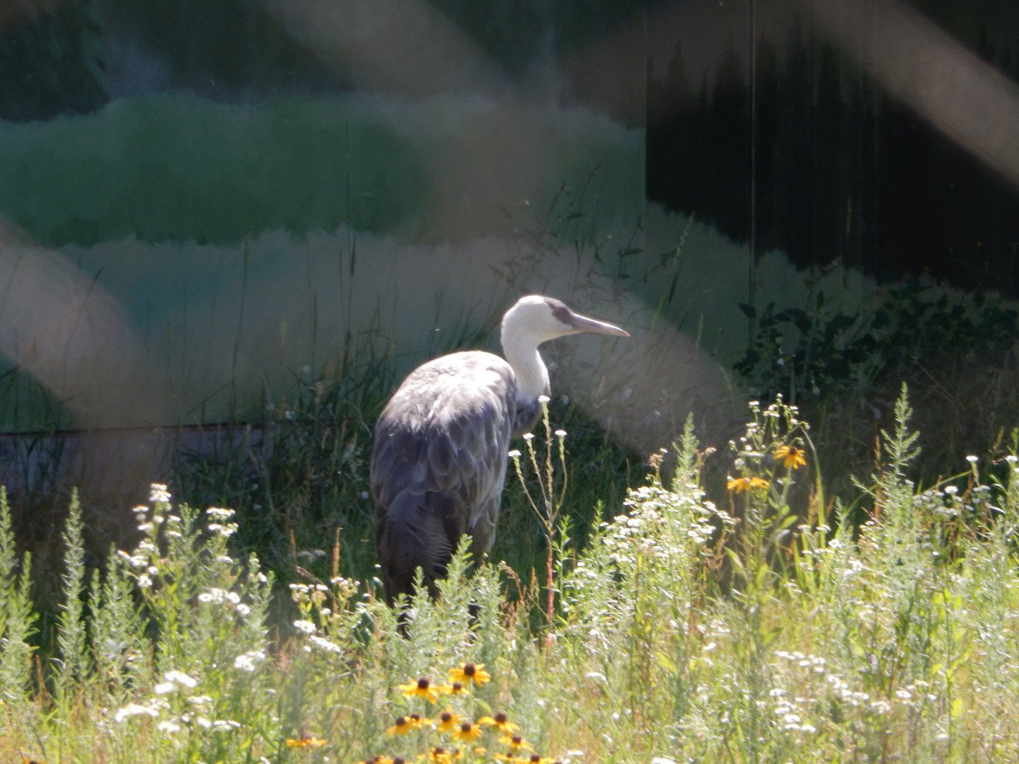 7/12/2022 - All Good in the Hood...