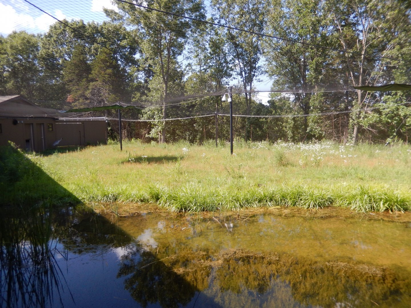 7/12/2022 - Brolga Habitat (Left Half)