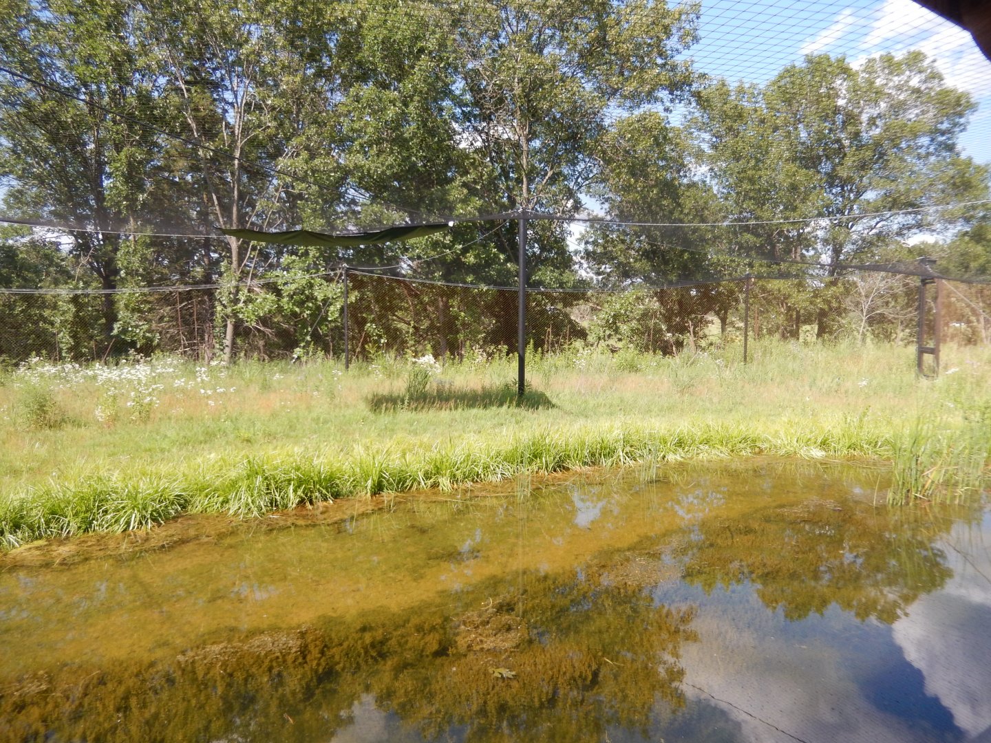 7/12/2022 - Brolga Habitat (Right Half)