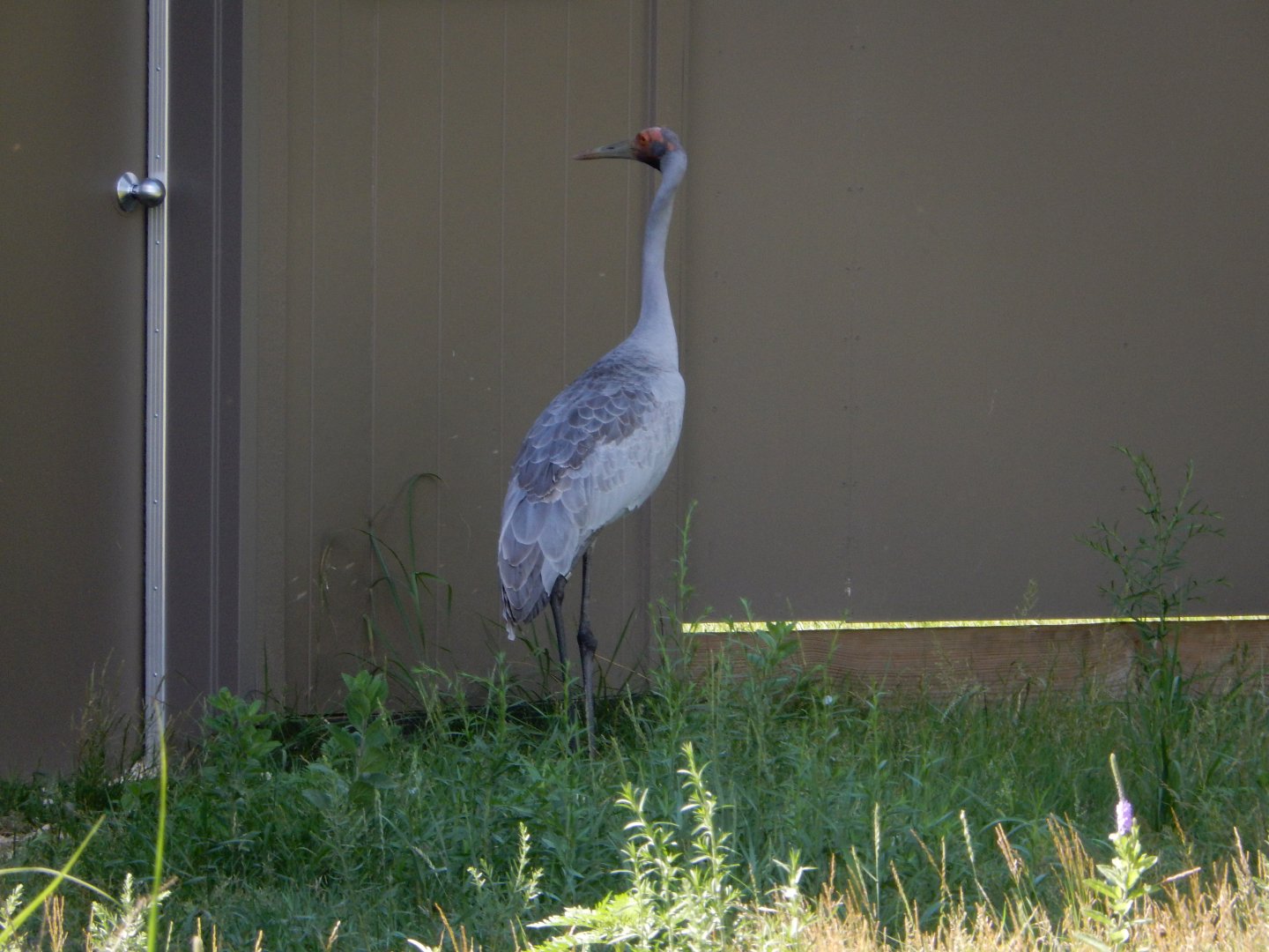 7/12/2022 - Brolga