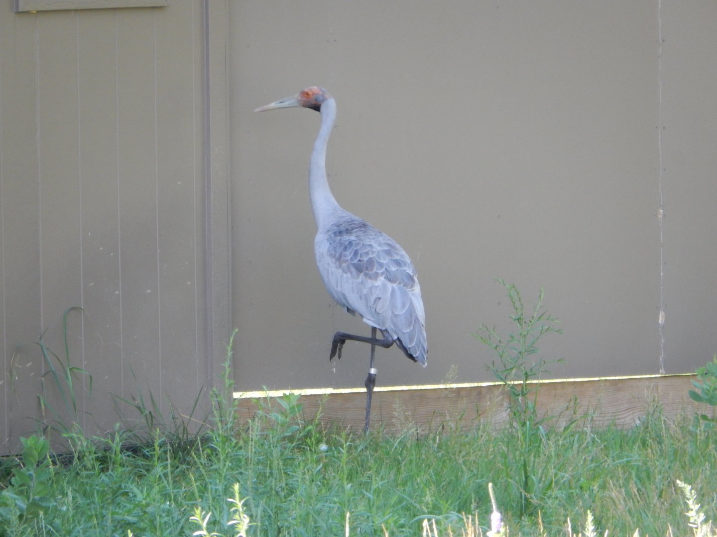 7/12/2022 - Brolga