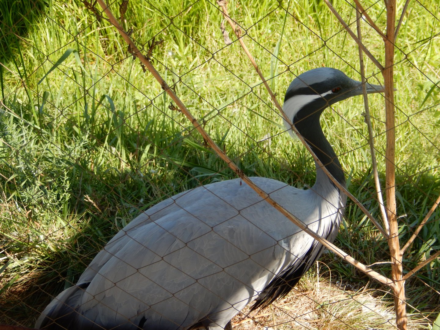 7/12/2022 - Demoiselle Close-Up