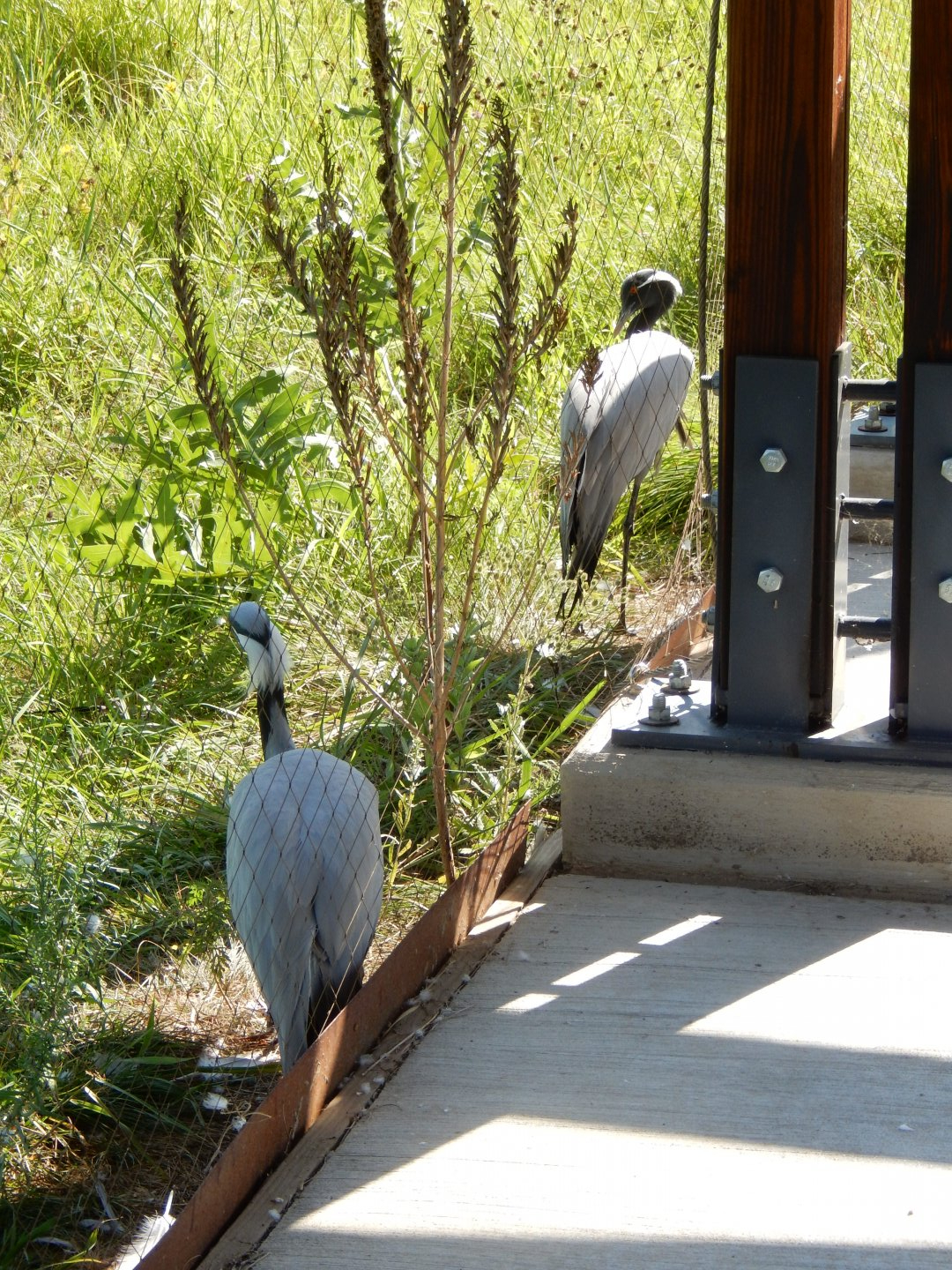 7/12/2022 - Demoiselle Cranes
