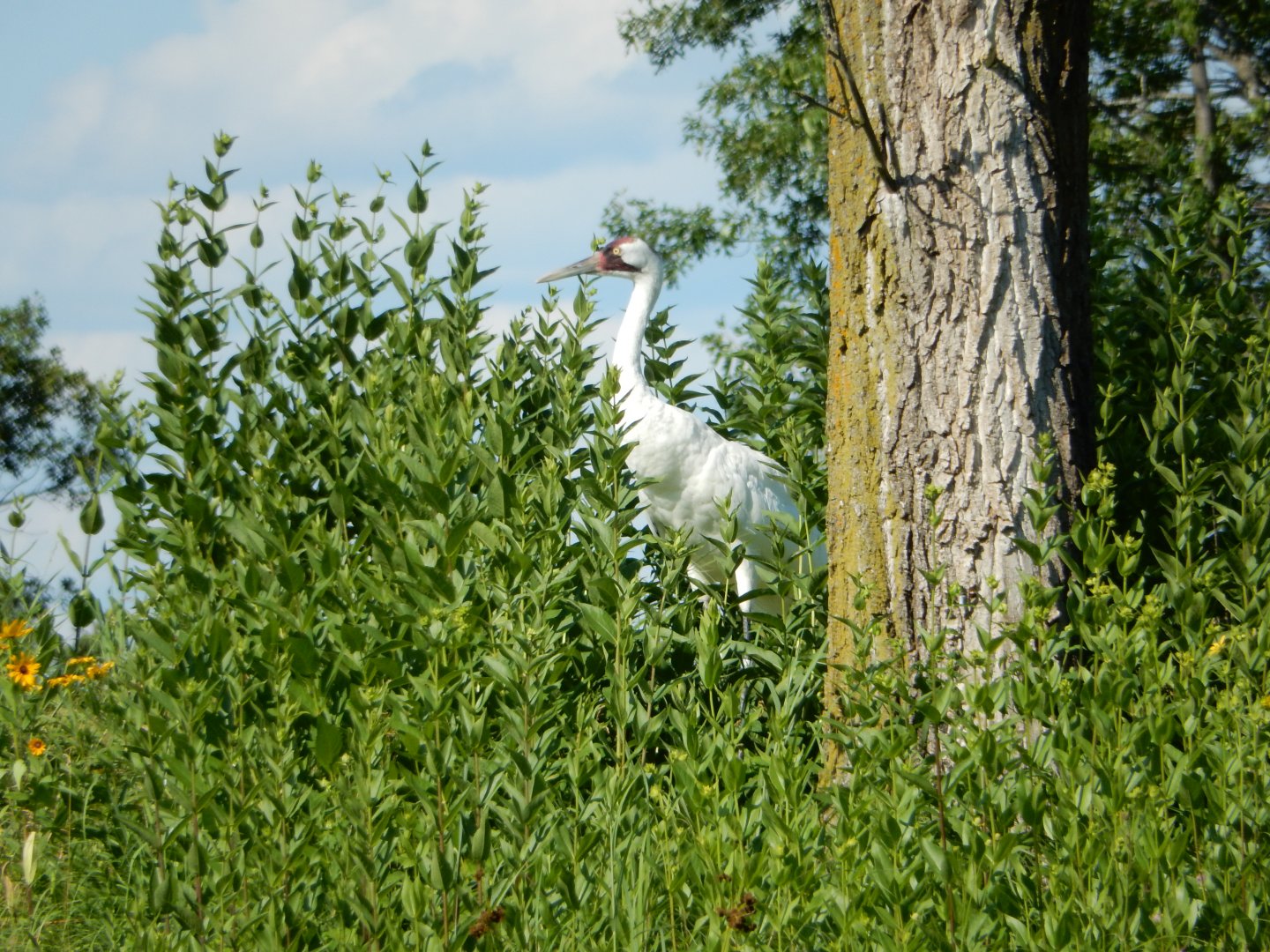 7/12/2022 - Endangered and Elegant