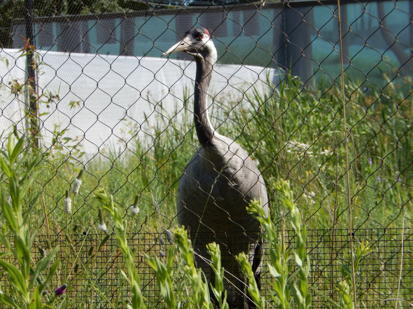7/12/2022 - Eurasian Crane Close-Up