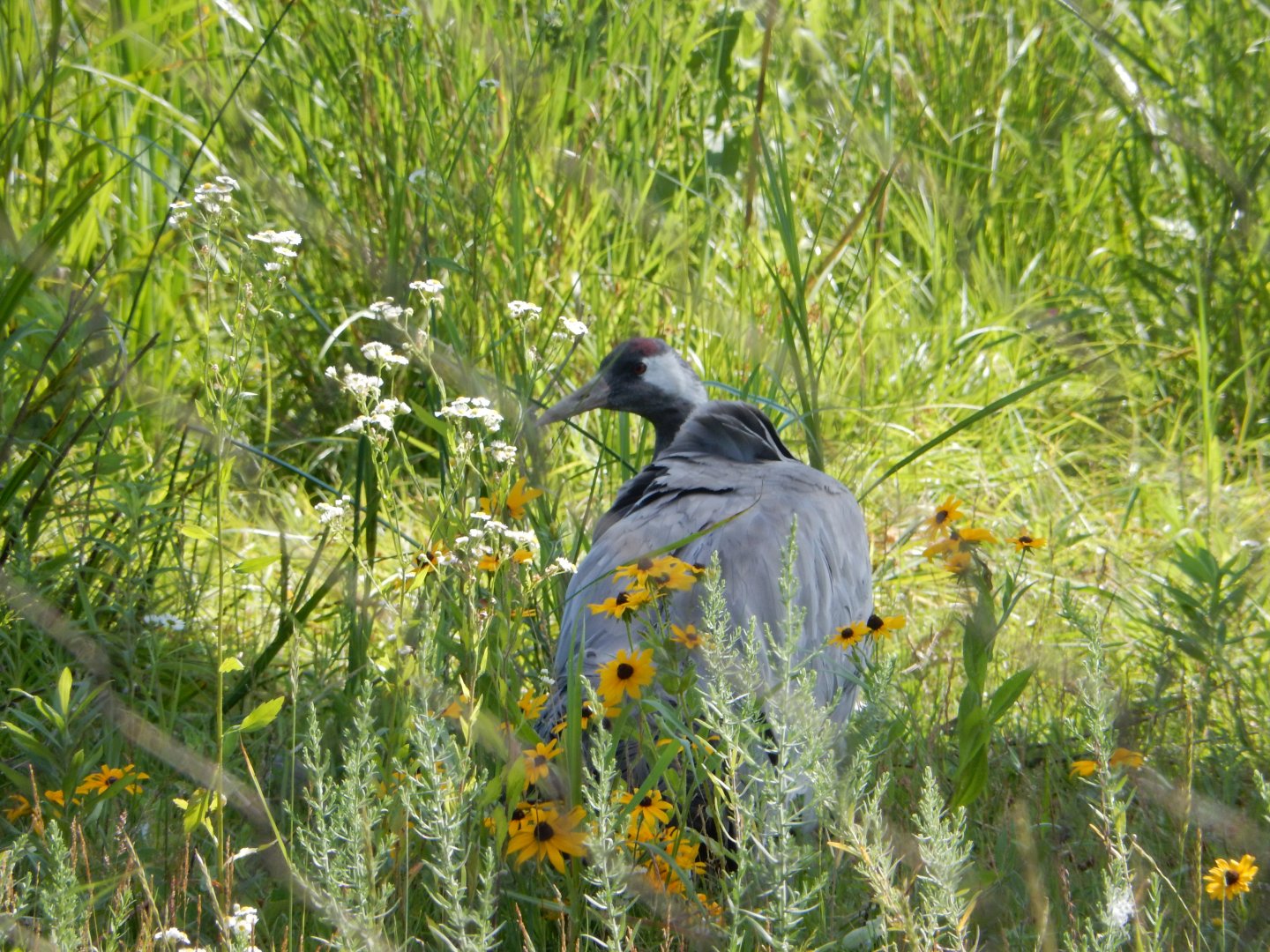 7/12/2022 - Eurasian Crane Female