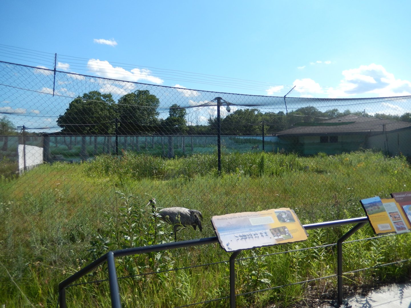 7/12/2022 - Eurasian Crane Habitat