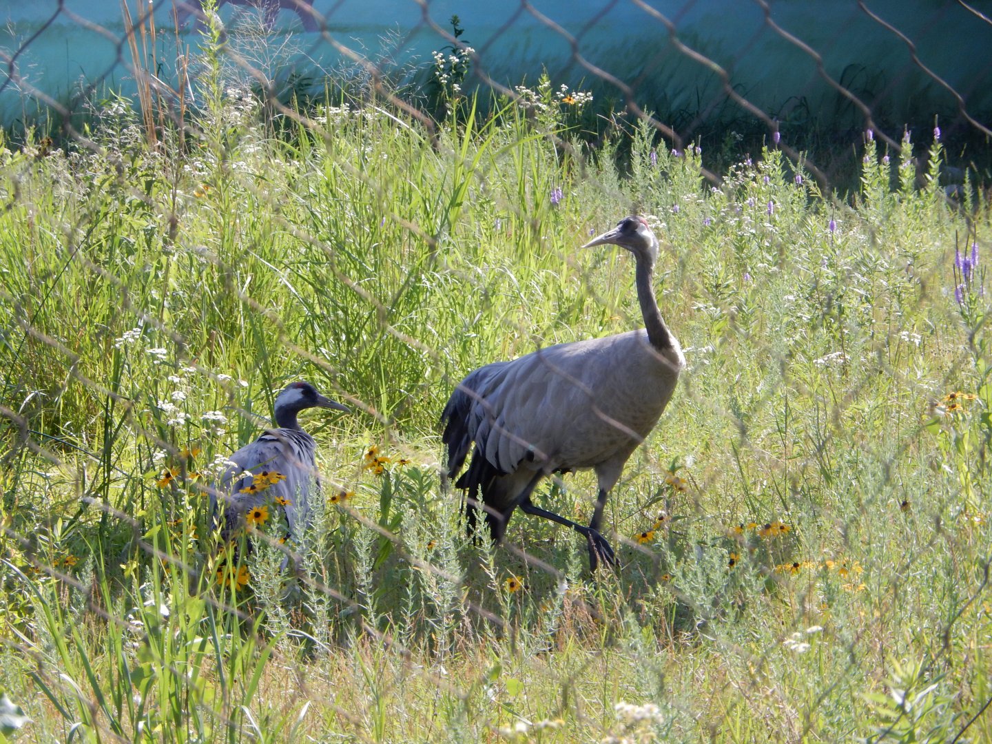 7/12/2022 - Eurasian Crane Pair
