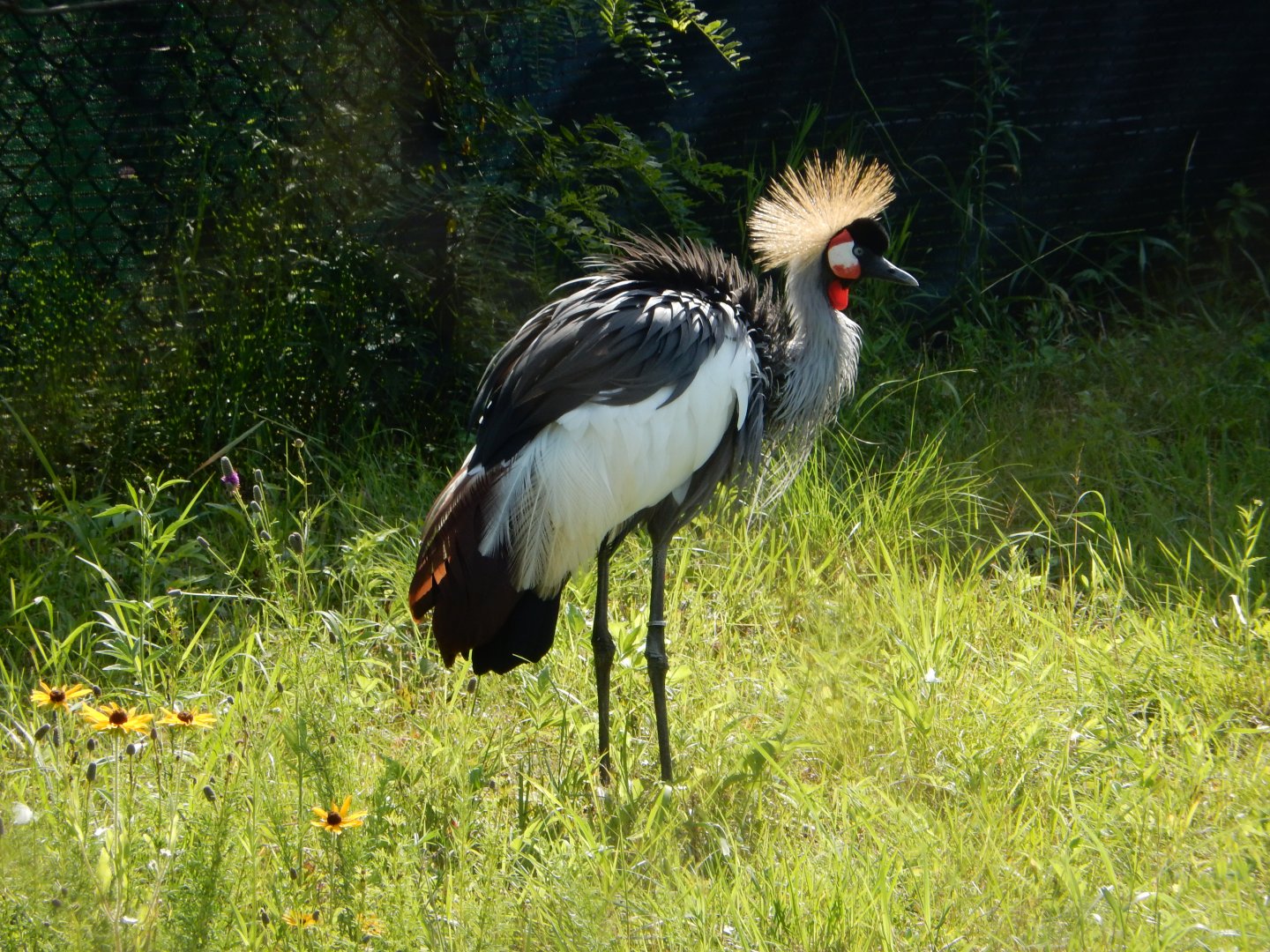 7/12/2022 - Grey Crowned Crane