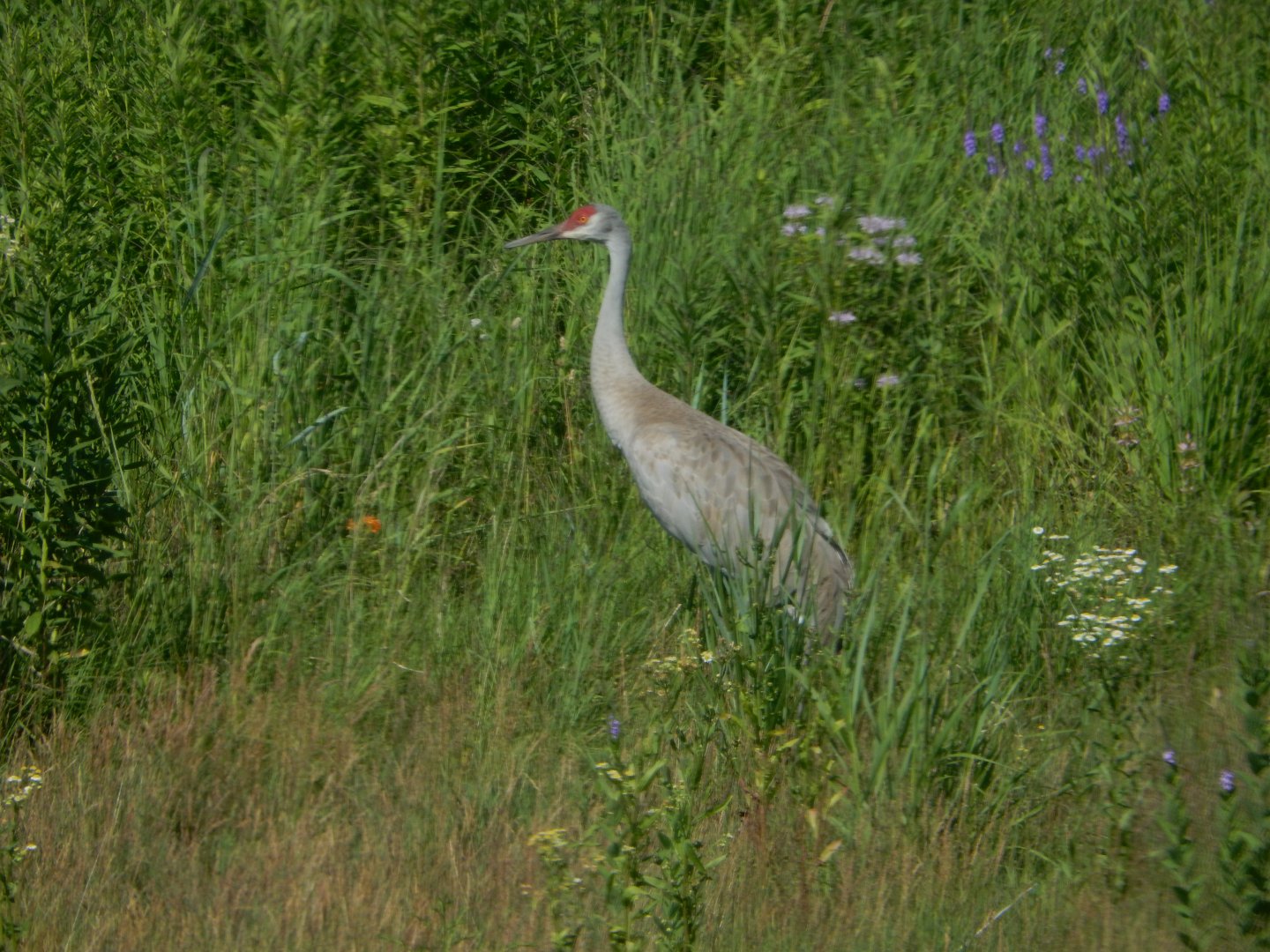 7/12/2022 - Sandhill Crane