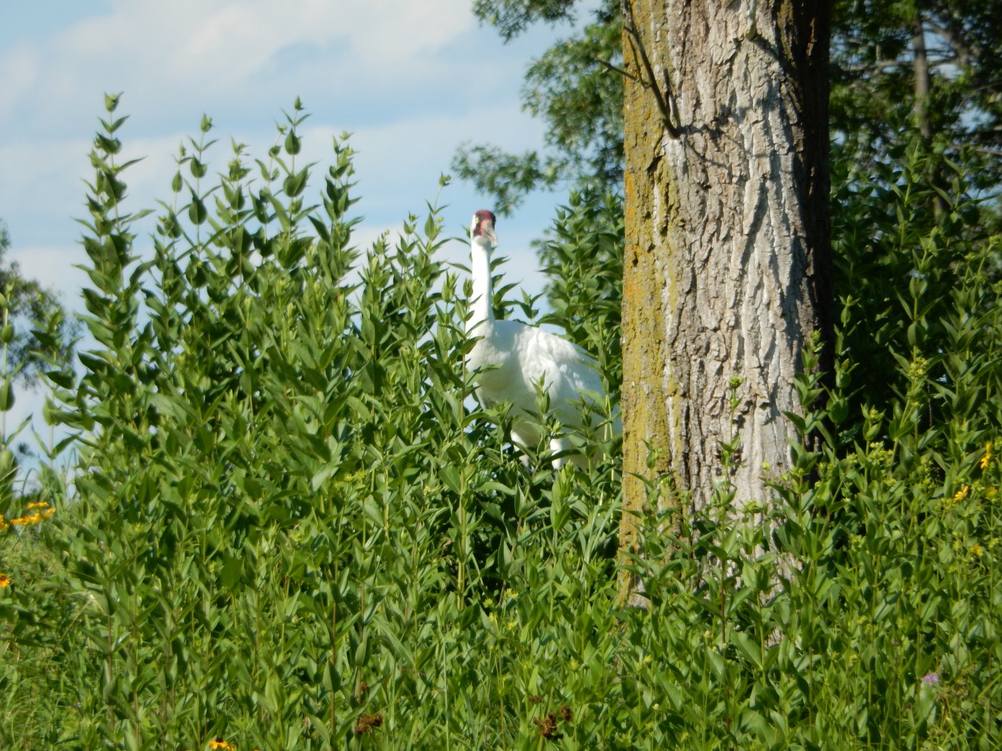 7/12/2022 - Sentry Duty, Whooping Crane Style