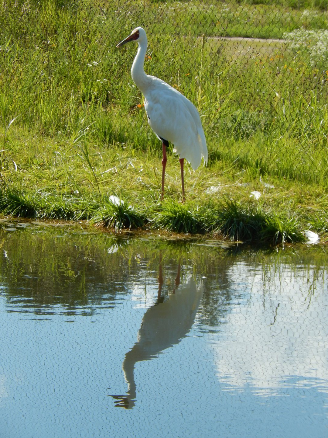 7/12/2022 - Siberian Reflection