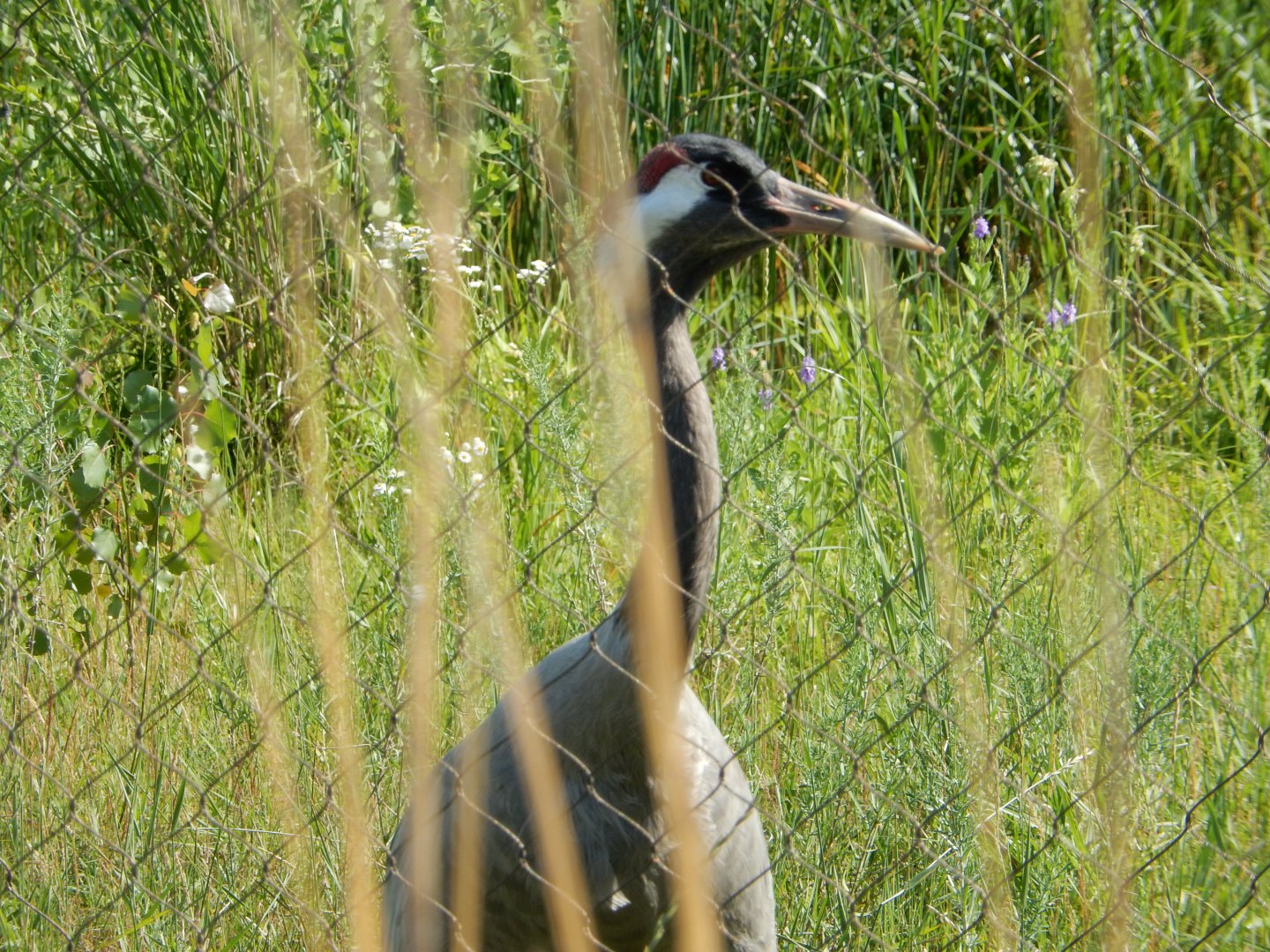 7/12/2022 - Through the Grasses