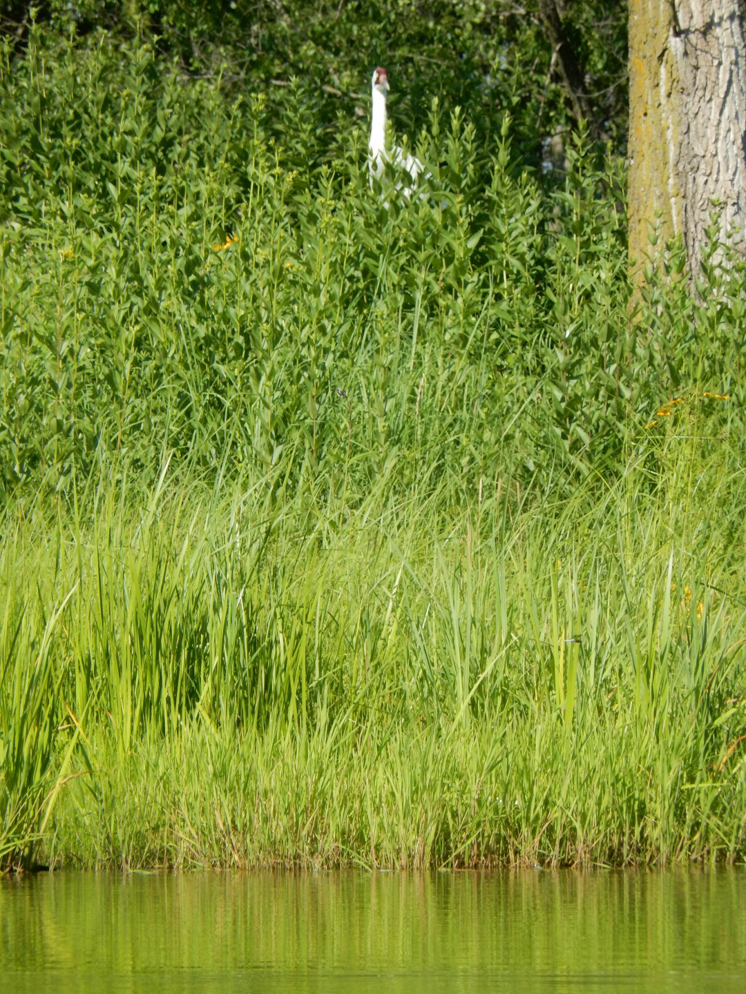 7/12/2022 - Whooping By the Water