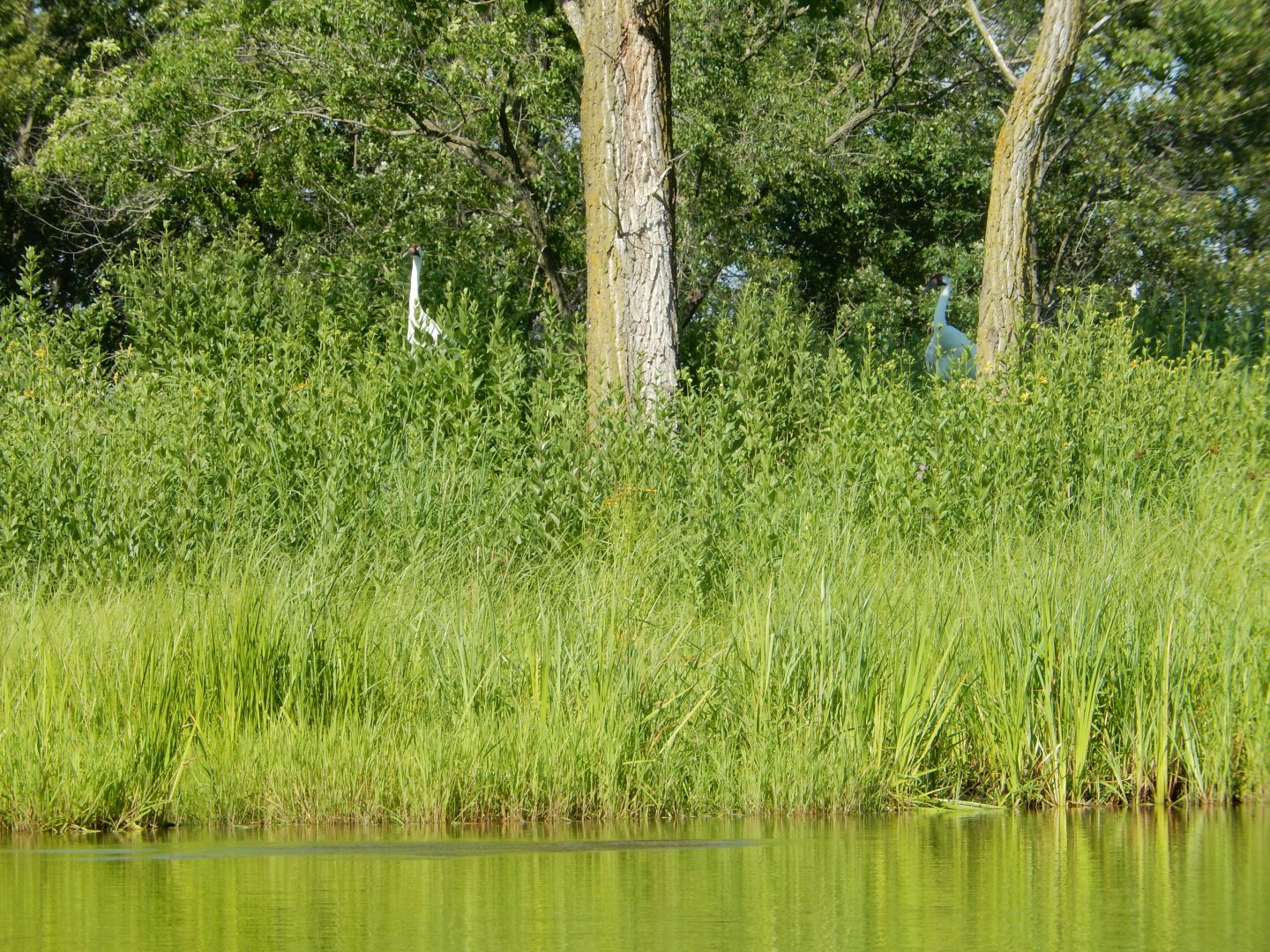 7/12/2022 - Whooping Crane Pair