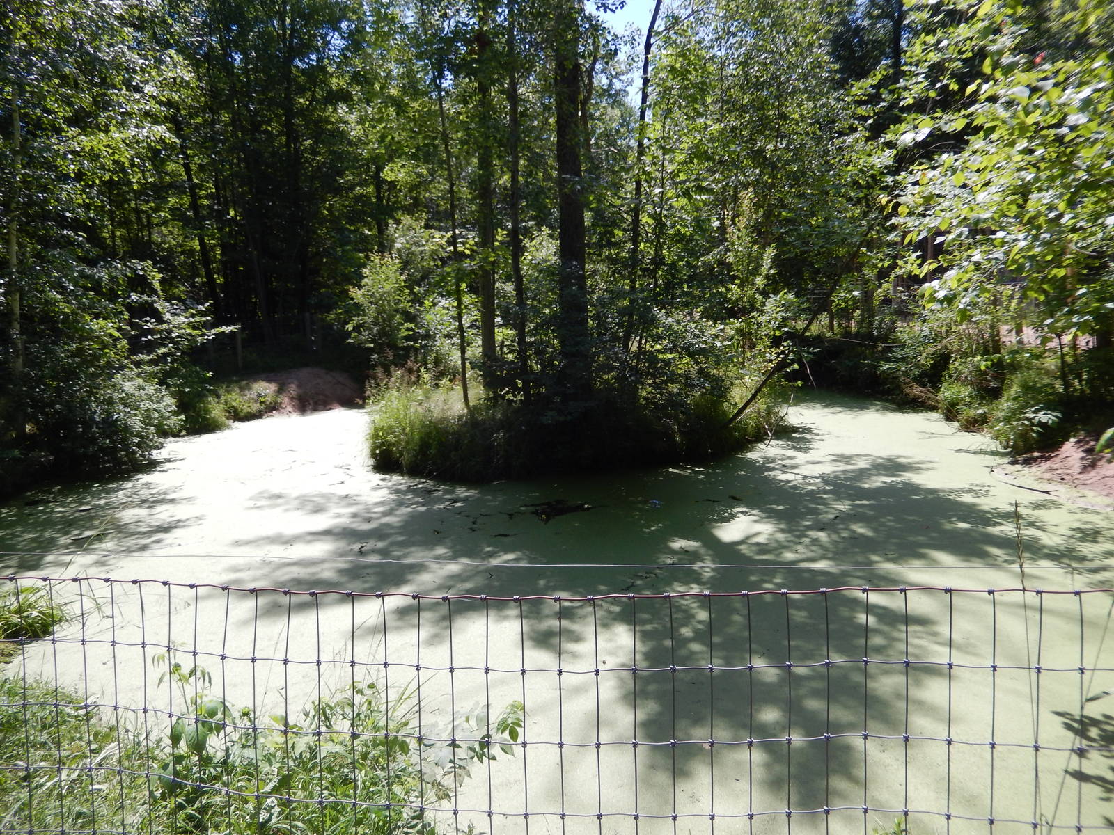 7/13/2016 - American Alligator Swamp