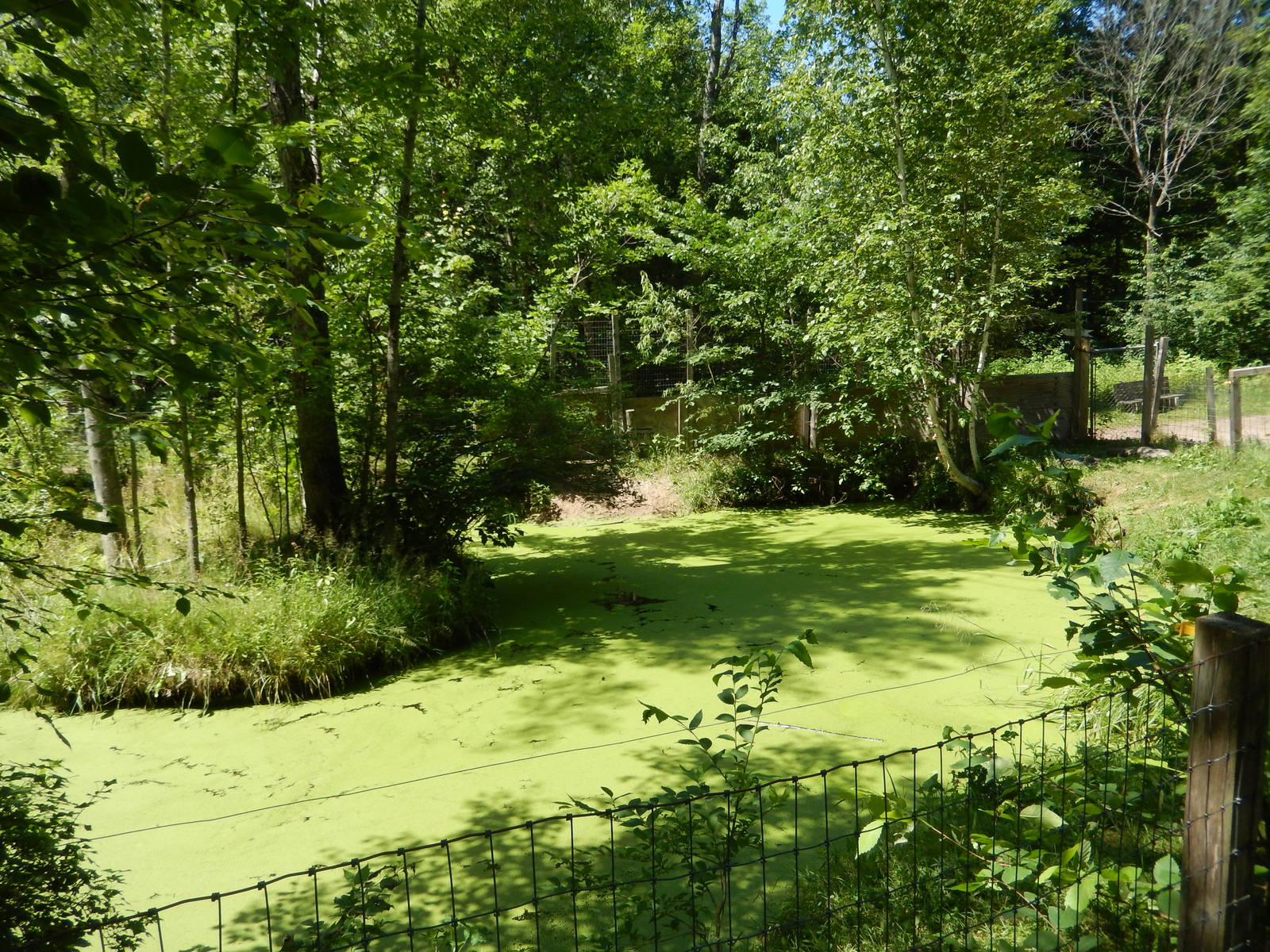 7/13/2016 - American Alligator Swamp