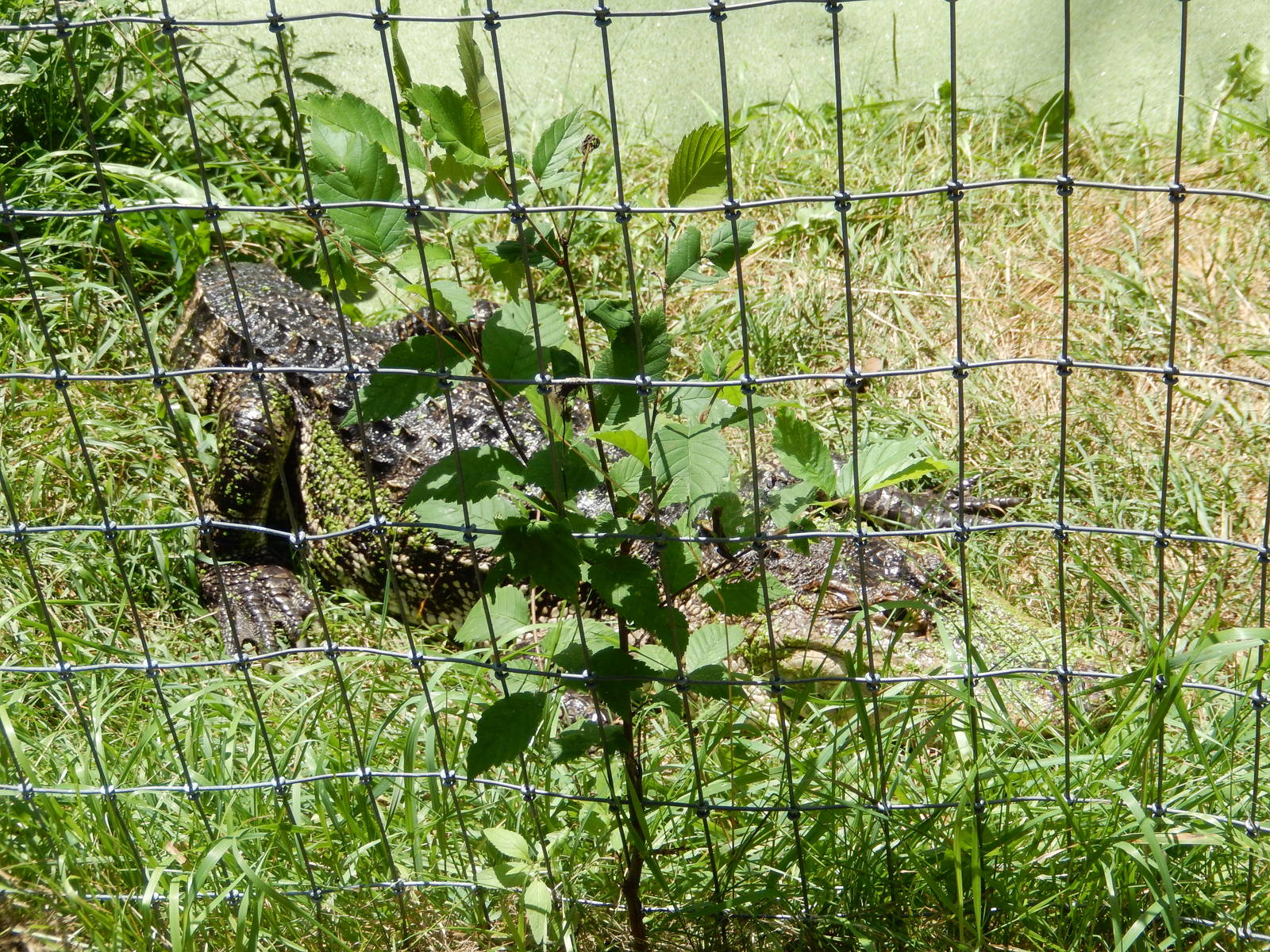 7/13/2016 - American Alligator